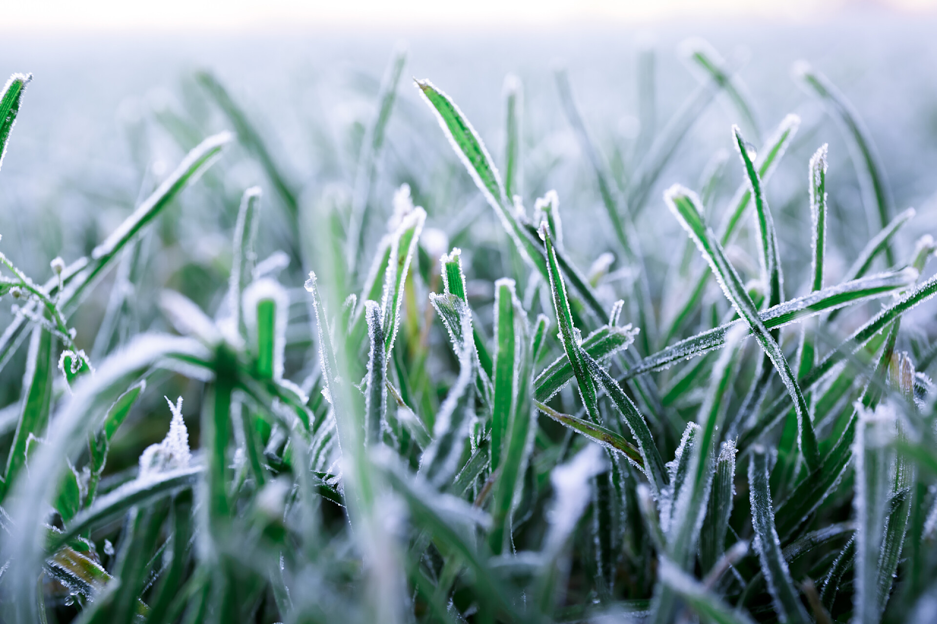 晨露在青草上结冰
