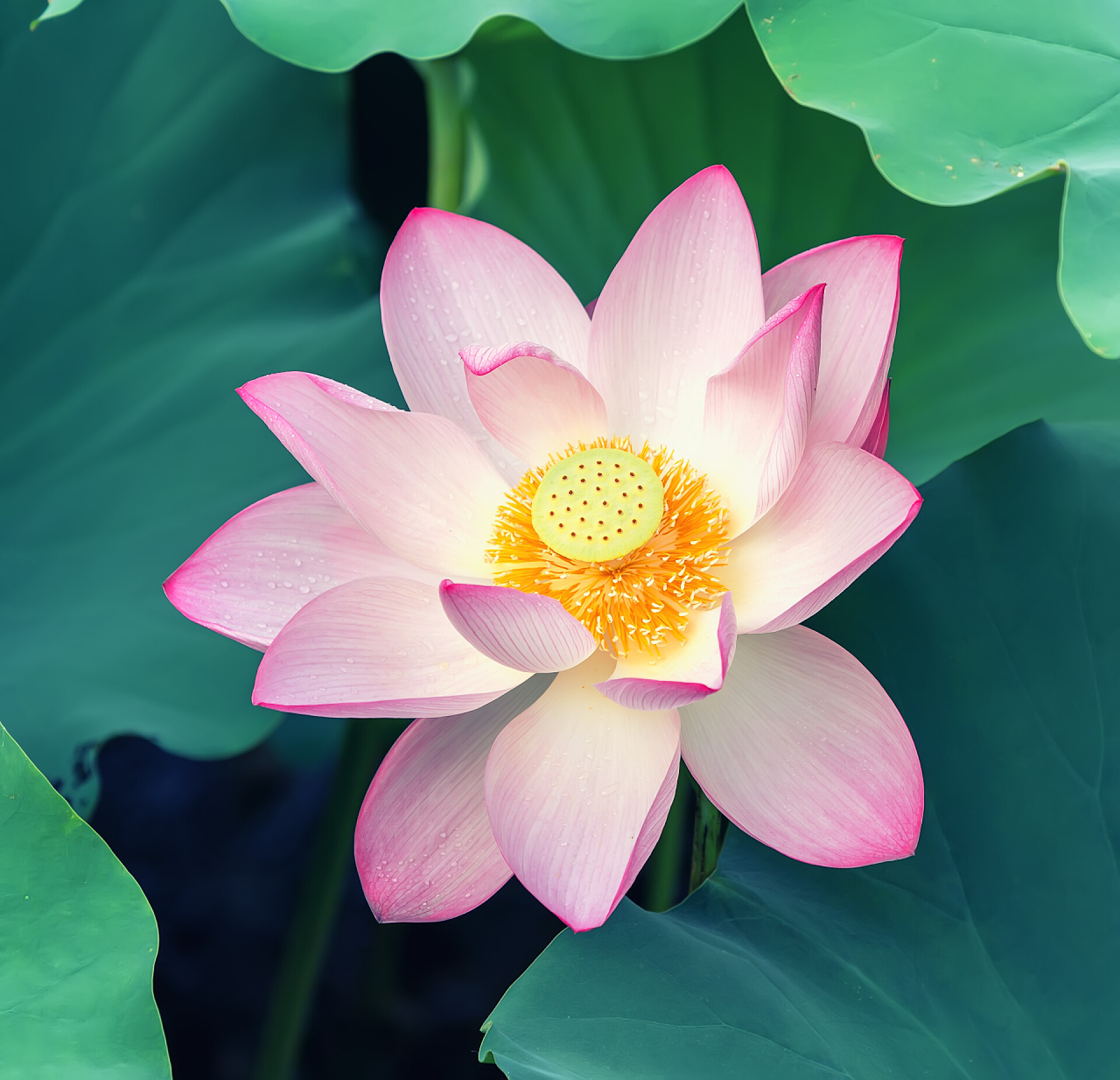 二十四节气夏至背景24节气夏天夏日夏天背景荷花植物廉政荷花花卉盛开在夏天的池塘里