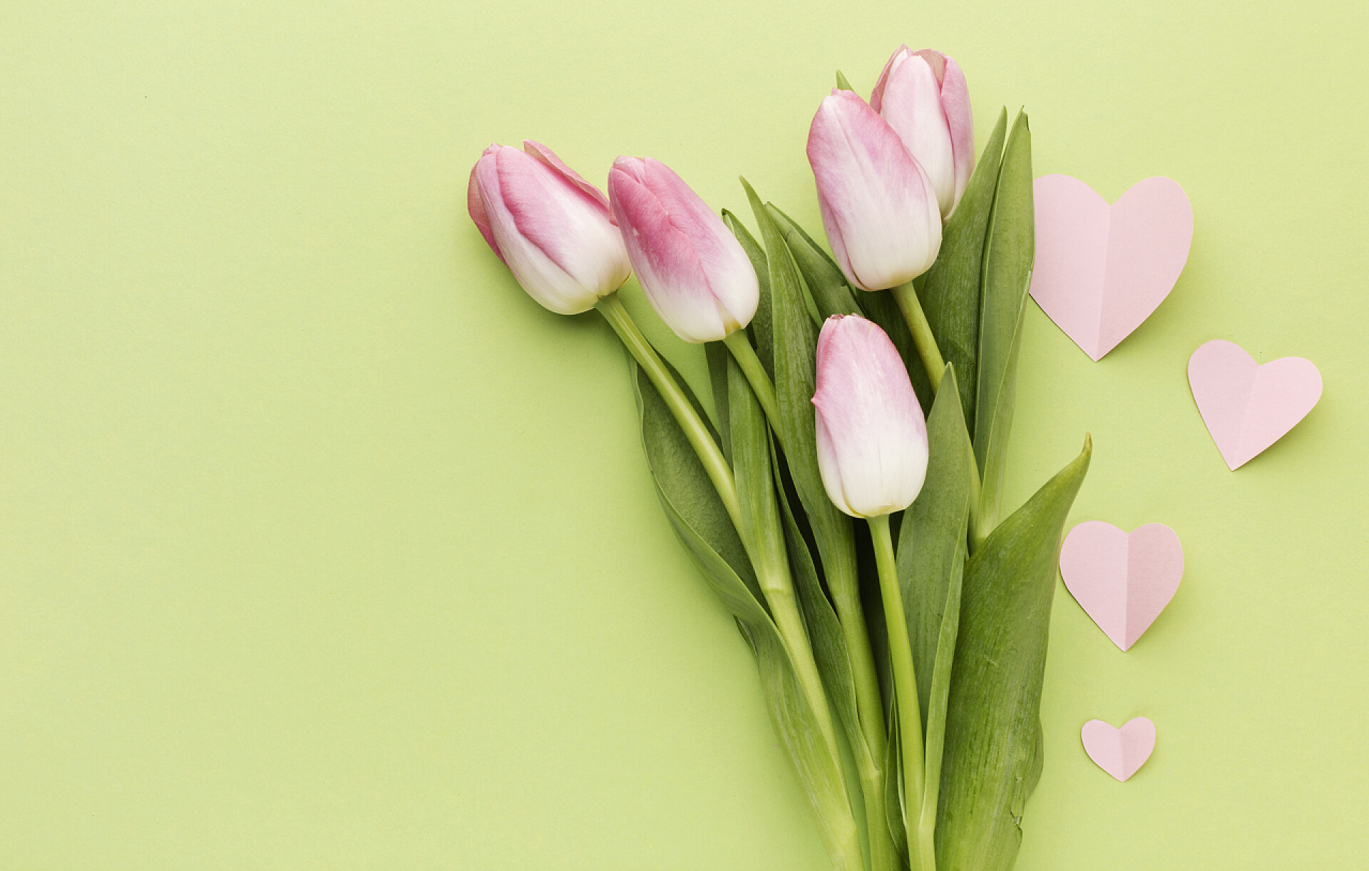 母亲节郁金香花束花卉