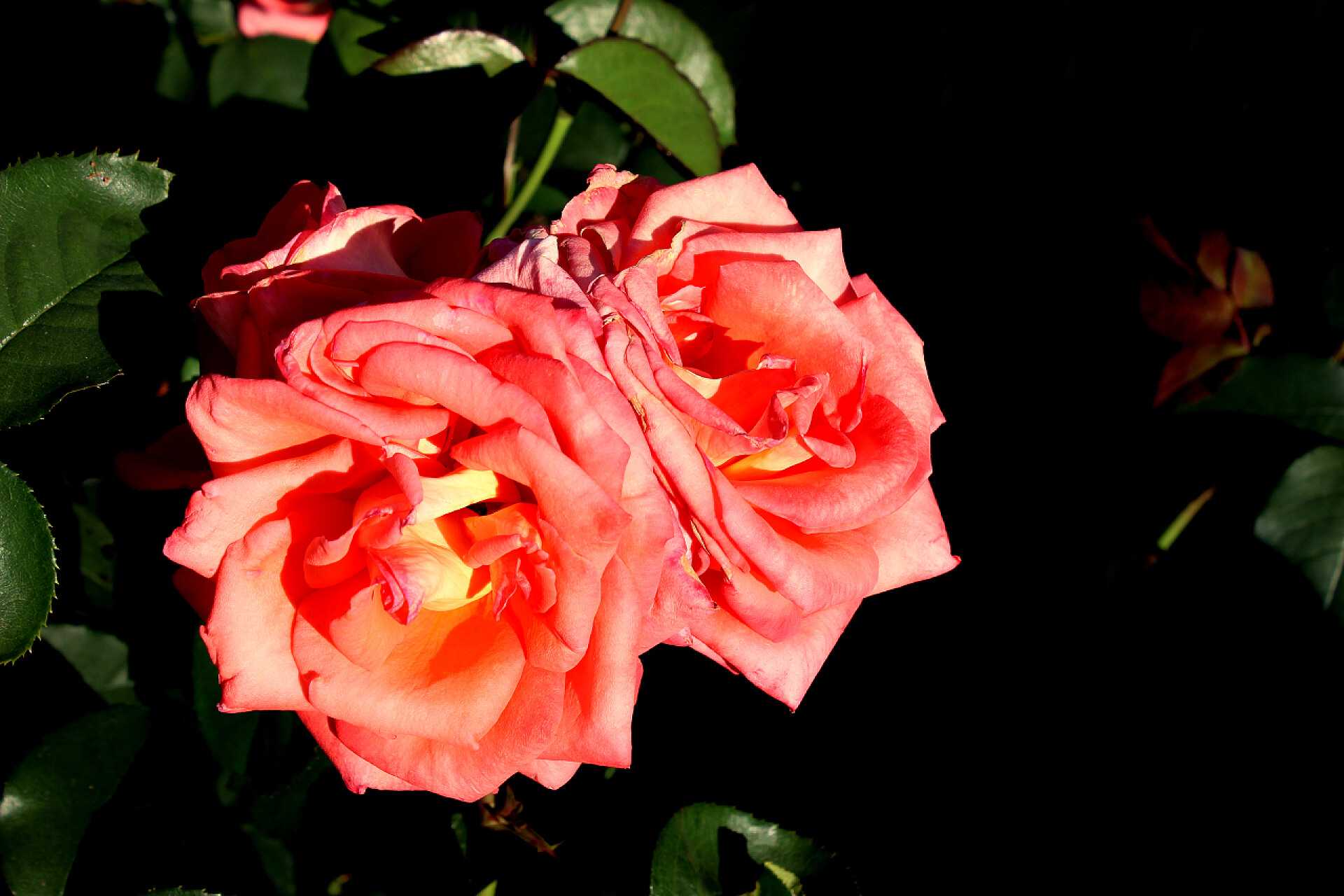 夏日阳光灿烂的花园里的玫瑰