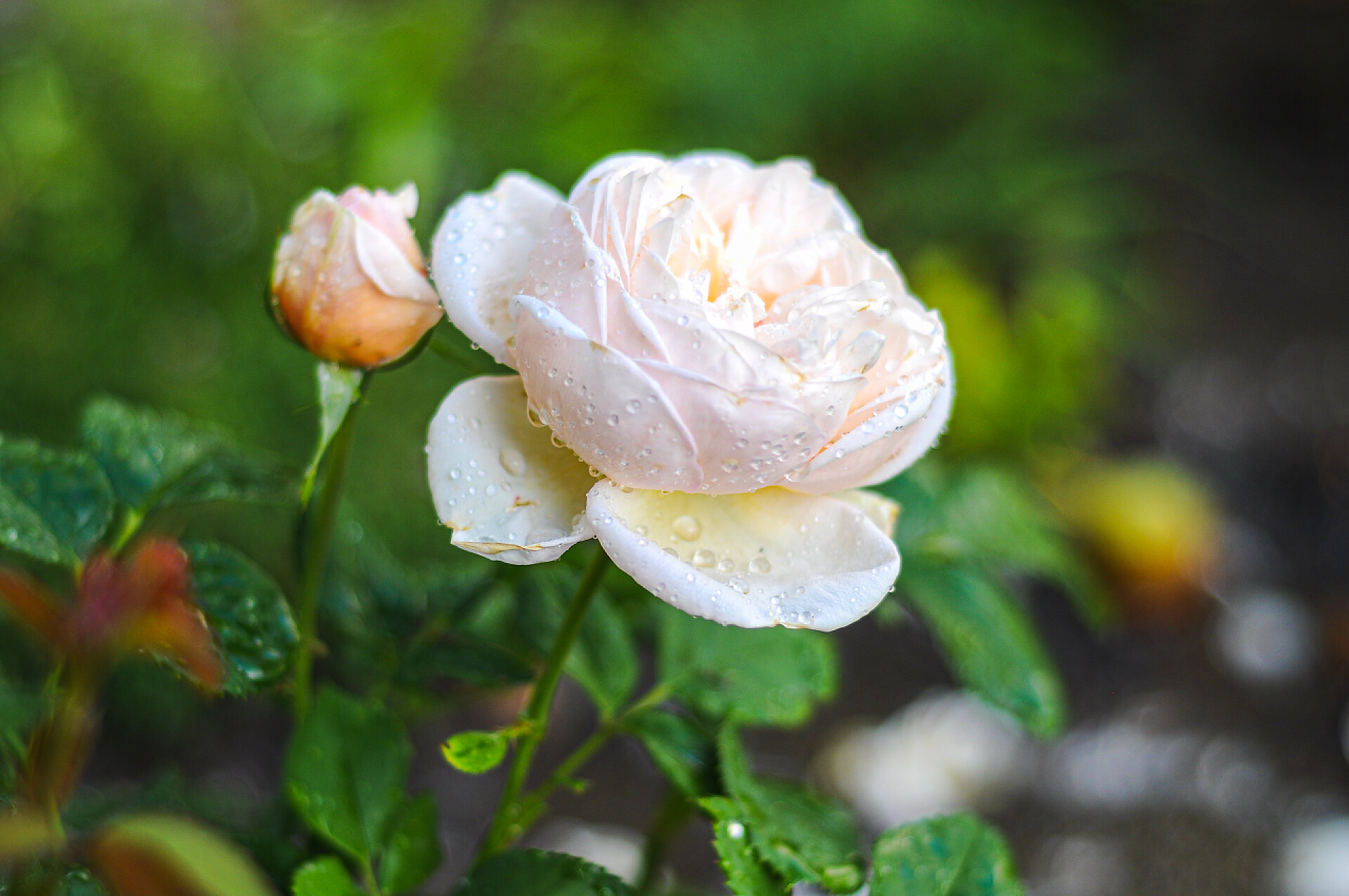 白色的玫瑰花卉