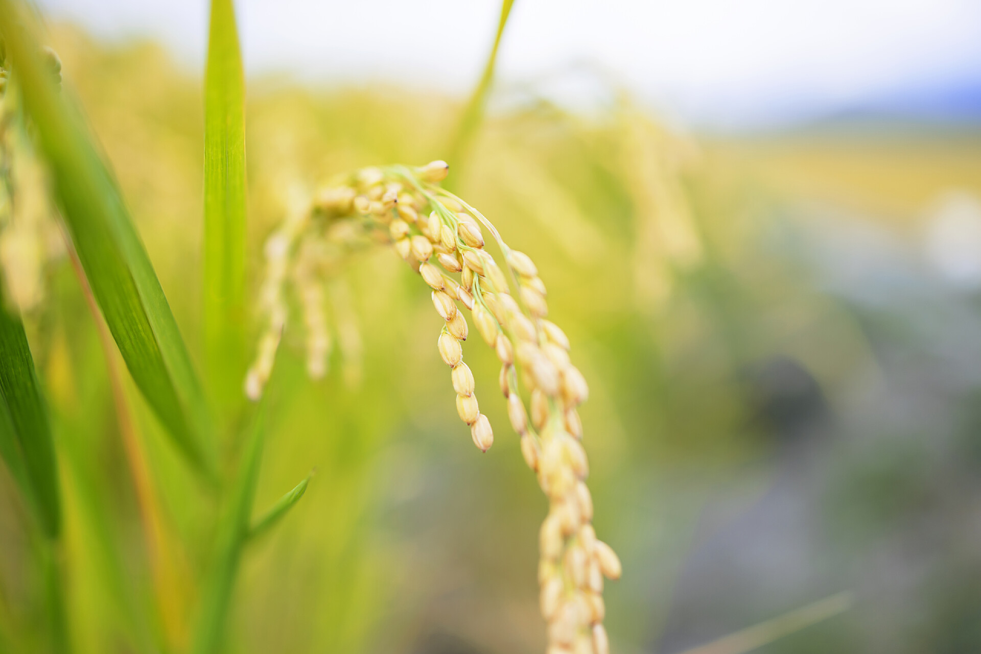 稻田里的稻谷成熟农业农作物