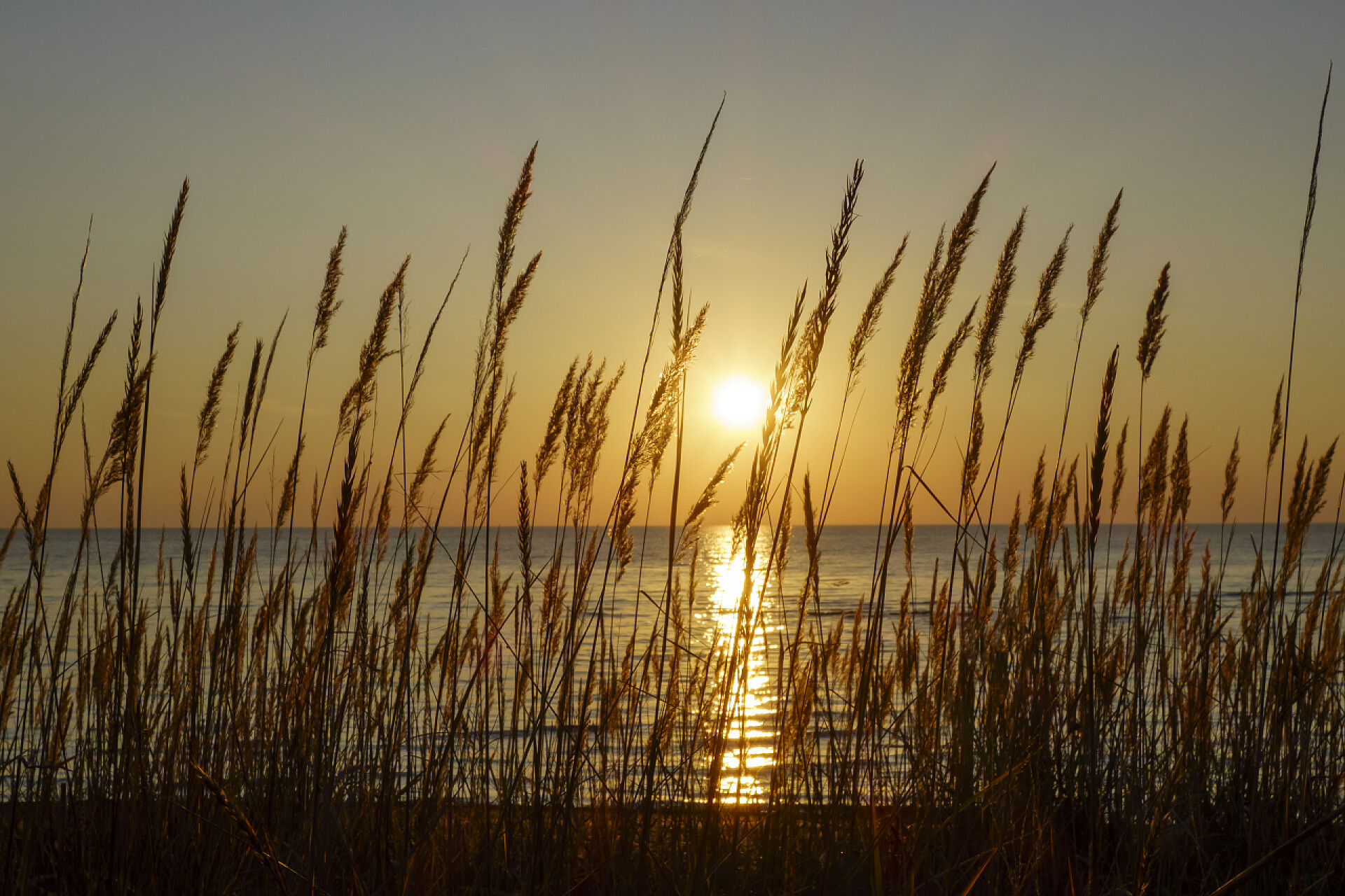 夕阳下的海岸上的芦苇景观自然景观芦苇荡夕阳落日