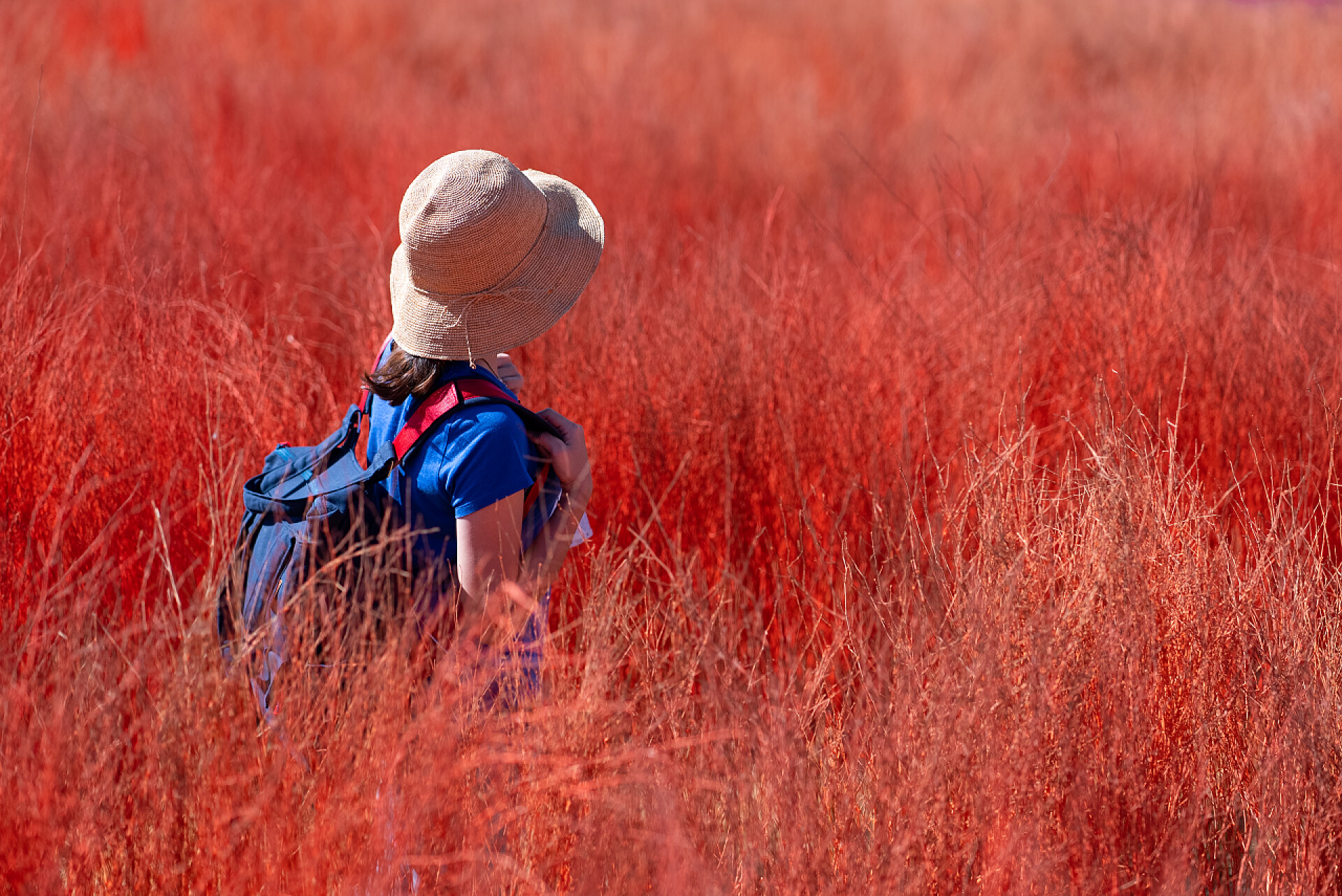 站在红色草地上的小孩背影人物生活