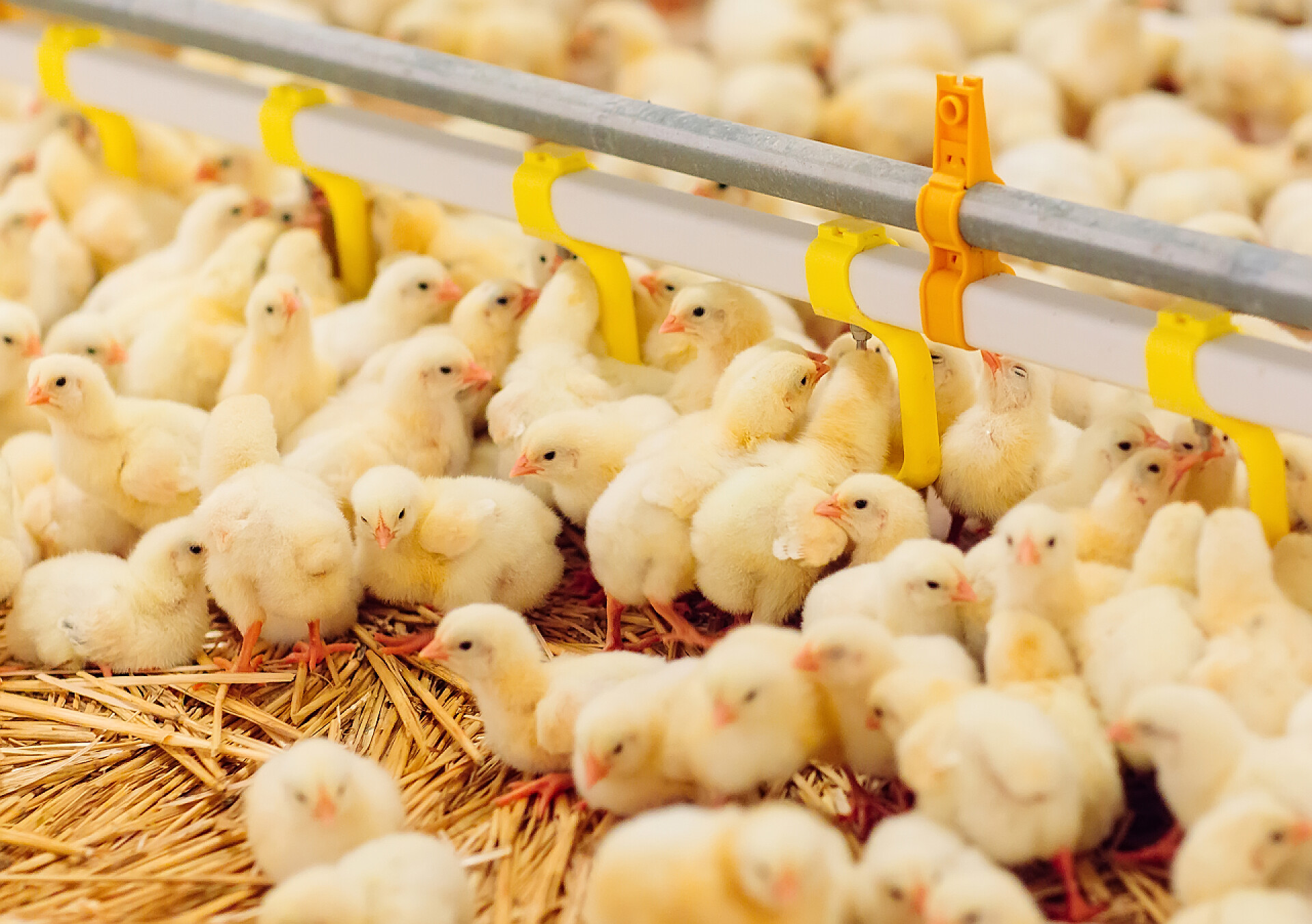 鸡场里的一堆小鸡家禽