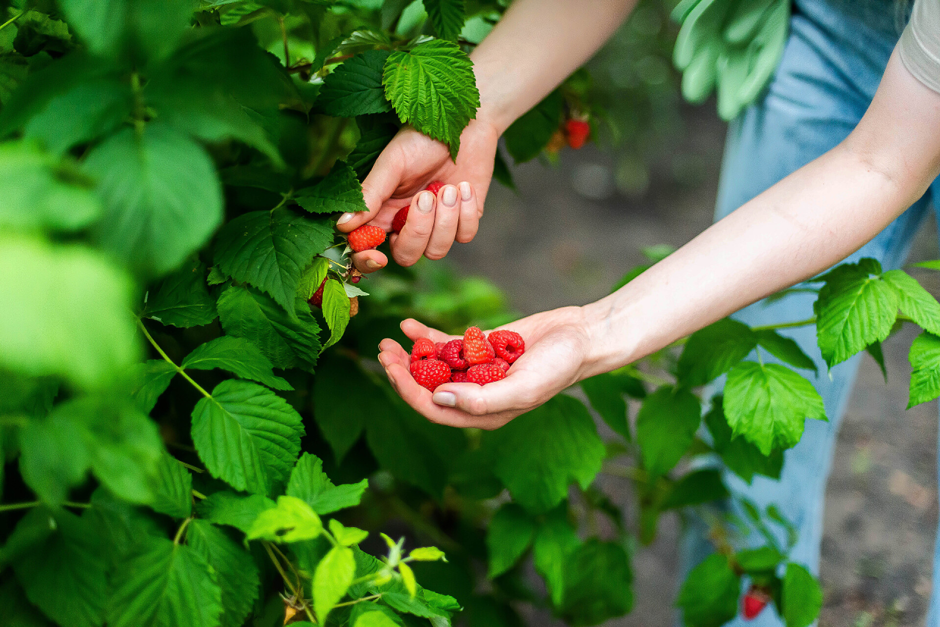 一个年轻人在果园里采摘新鲜的覆盆子水果收成