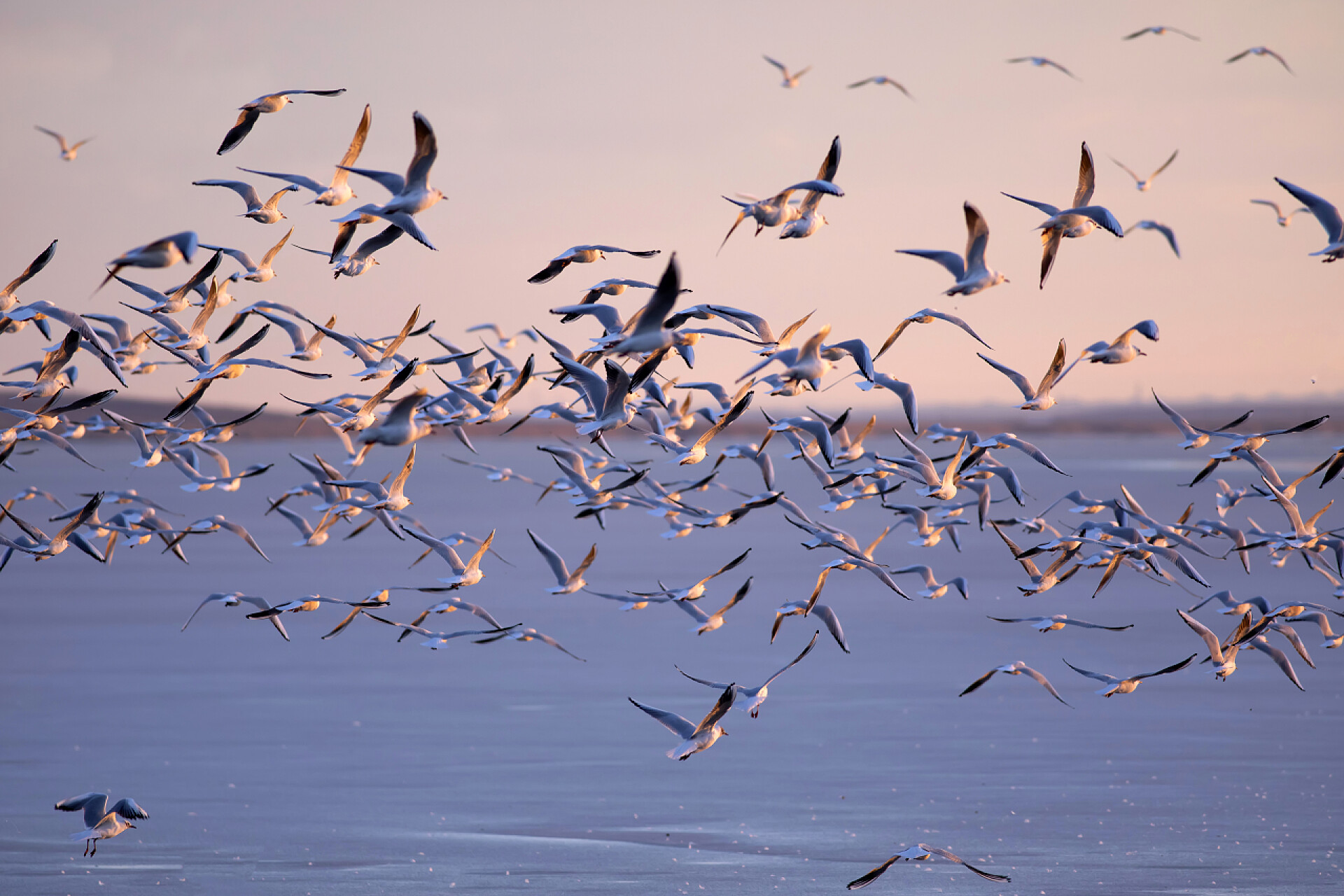 自然风光海鸥自由飞翔
