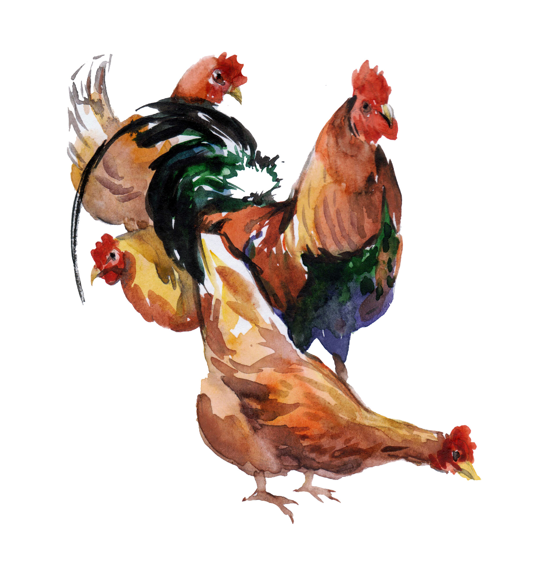 白色背景上的三只母鸡和一只公鸡的水彩画