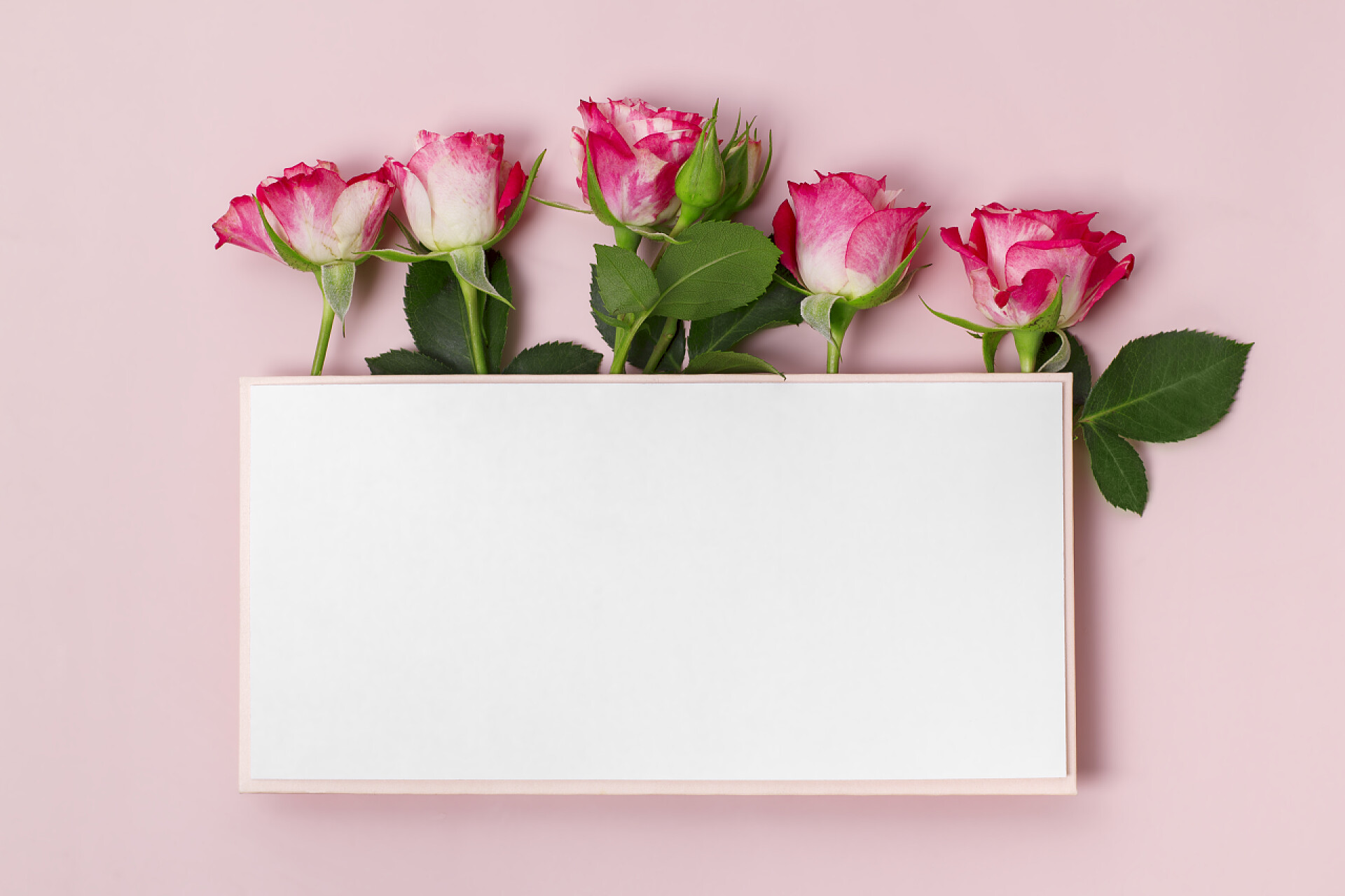 粉色背景中玫瑰花上的空白卡片节日