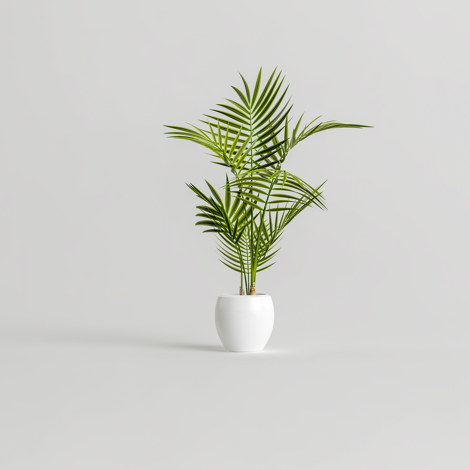 灰色背景上的一盆盆景植物盆栽