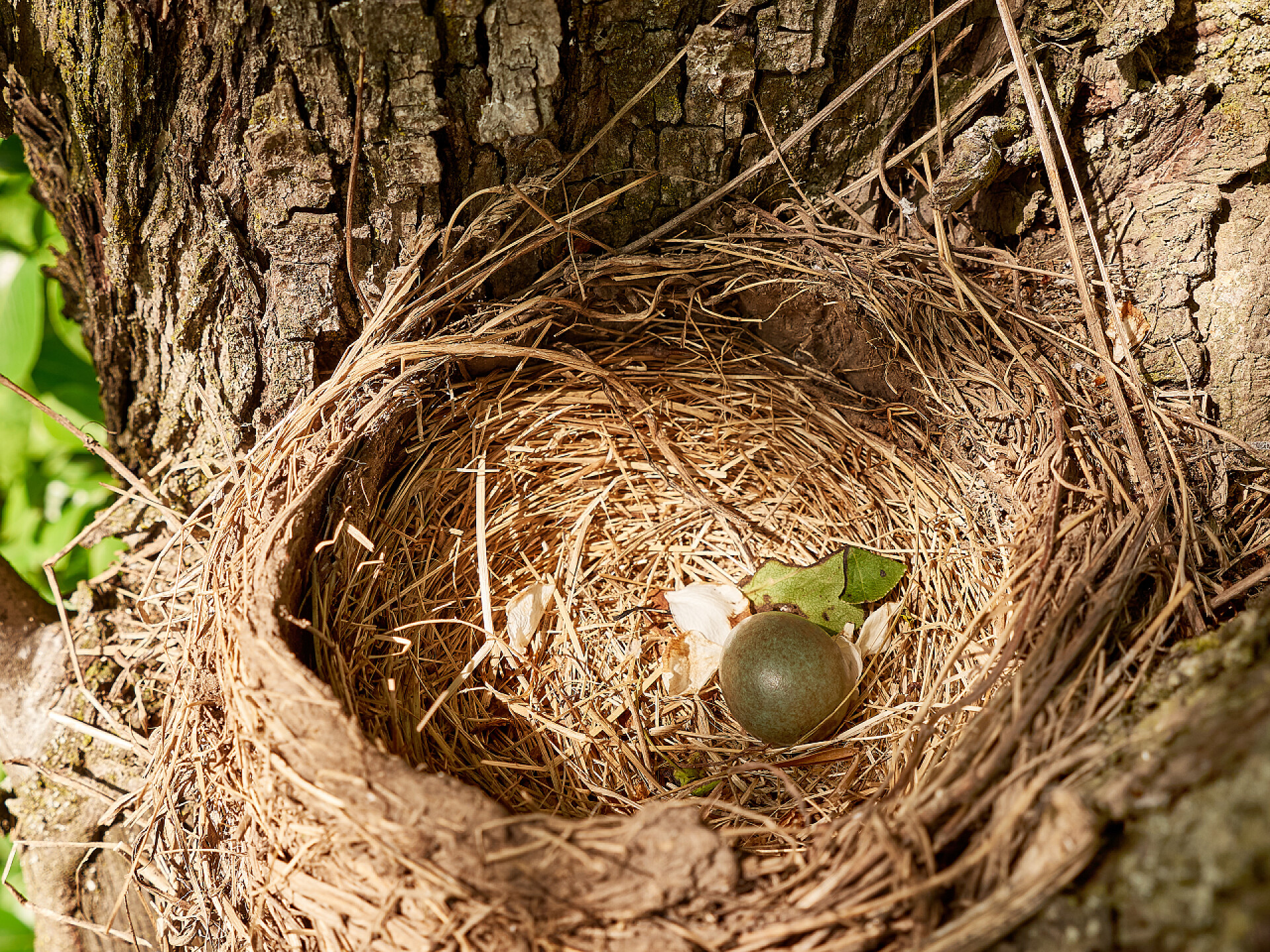 树上的一个鸟窝蛋