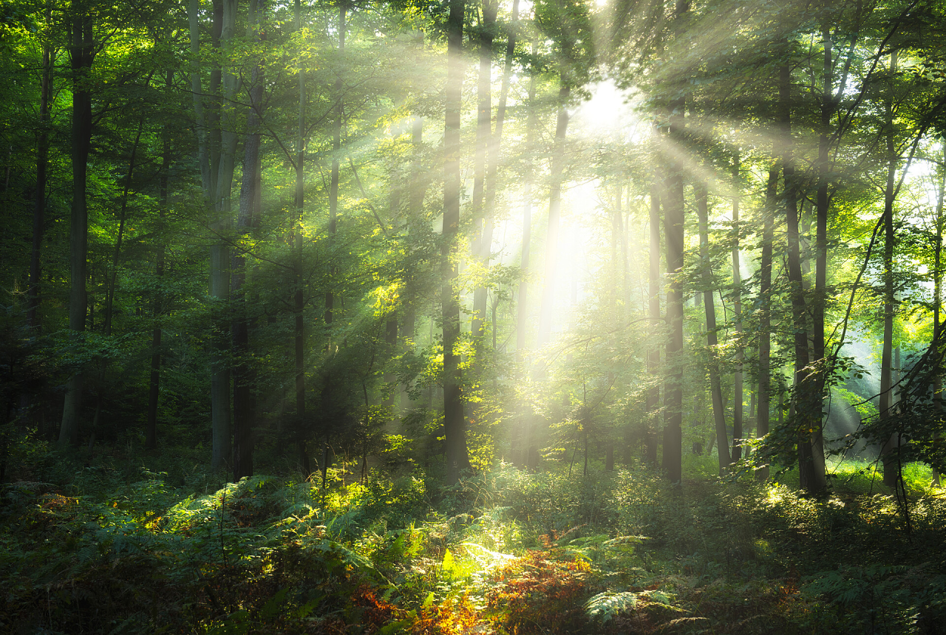 早晨阳光投射在绿色森林里自然风光景观树林