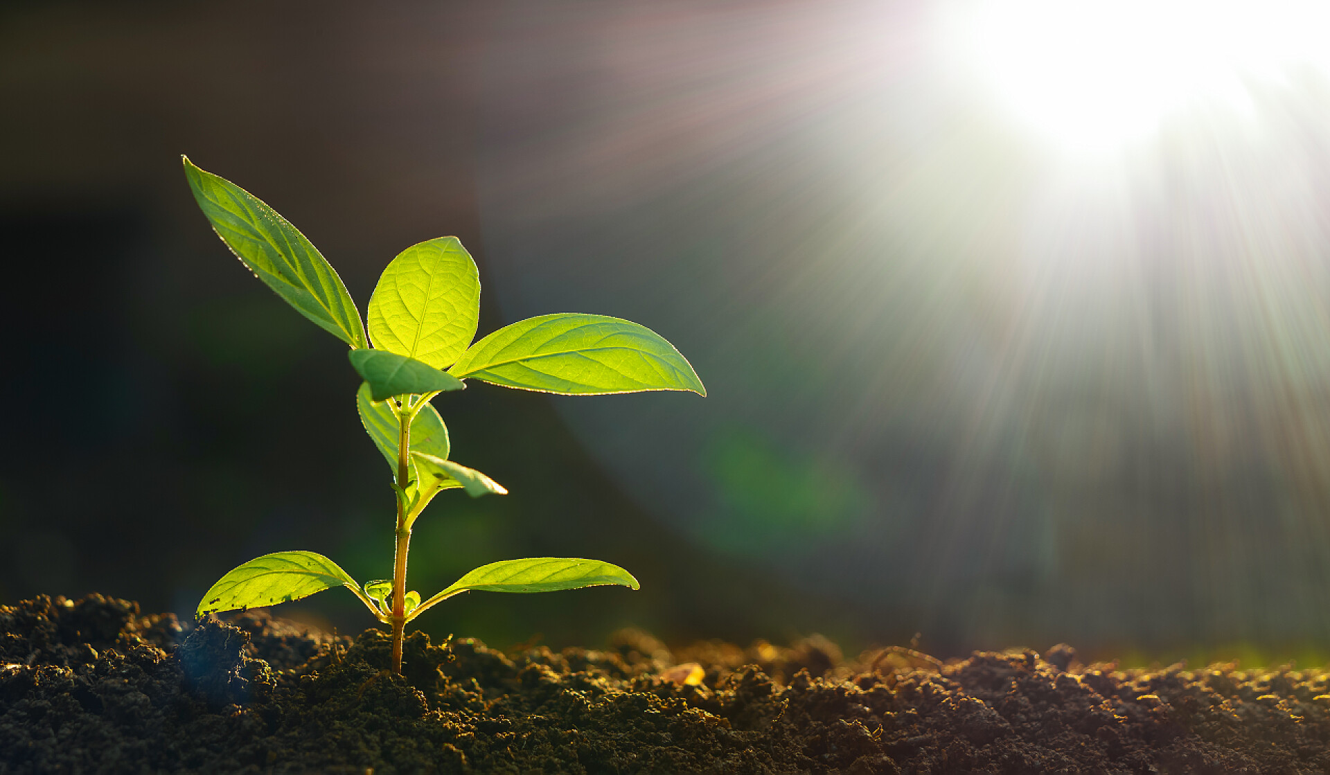 阳光照耀下的植物