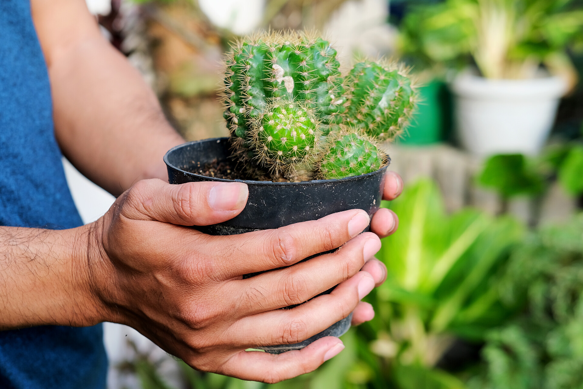 双手捧着充满生命力的仙人掌