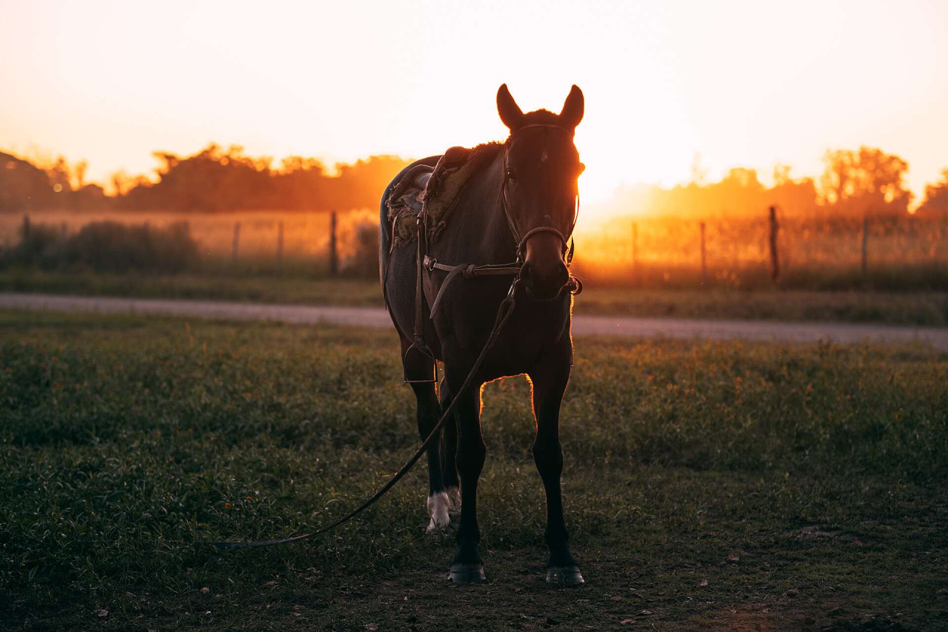 日落时在绿地上的一匹美丽的棕色马动物