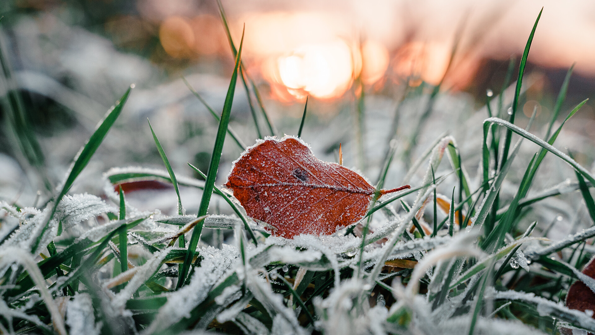 下霜植物上的一片叶子自然景观