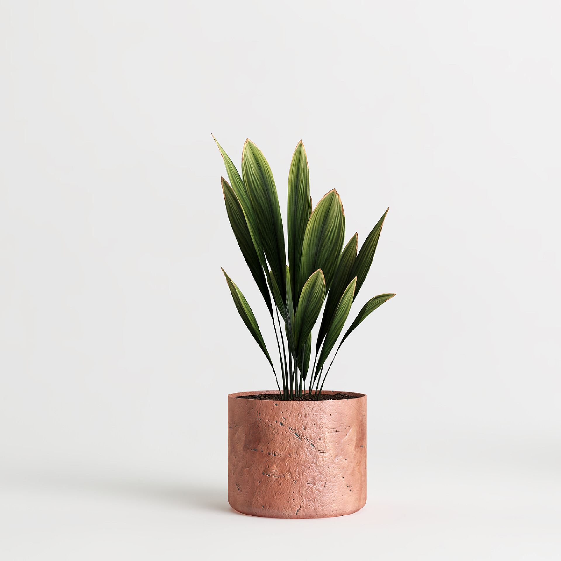 白色背景下的盆景植物