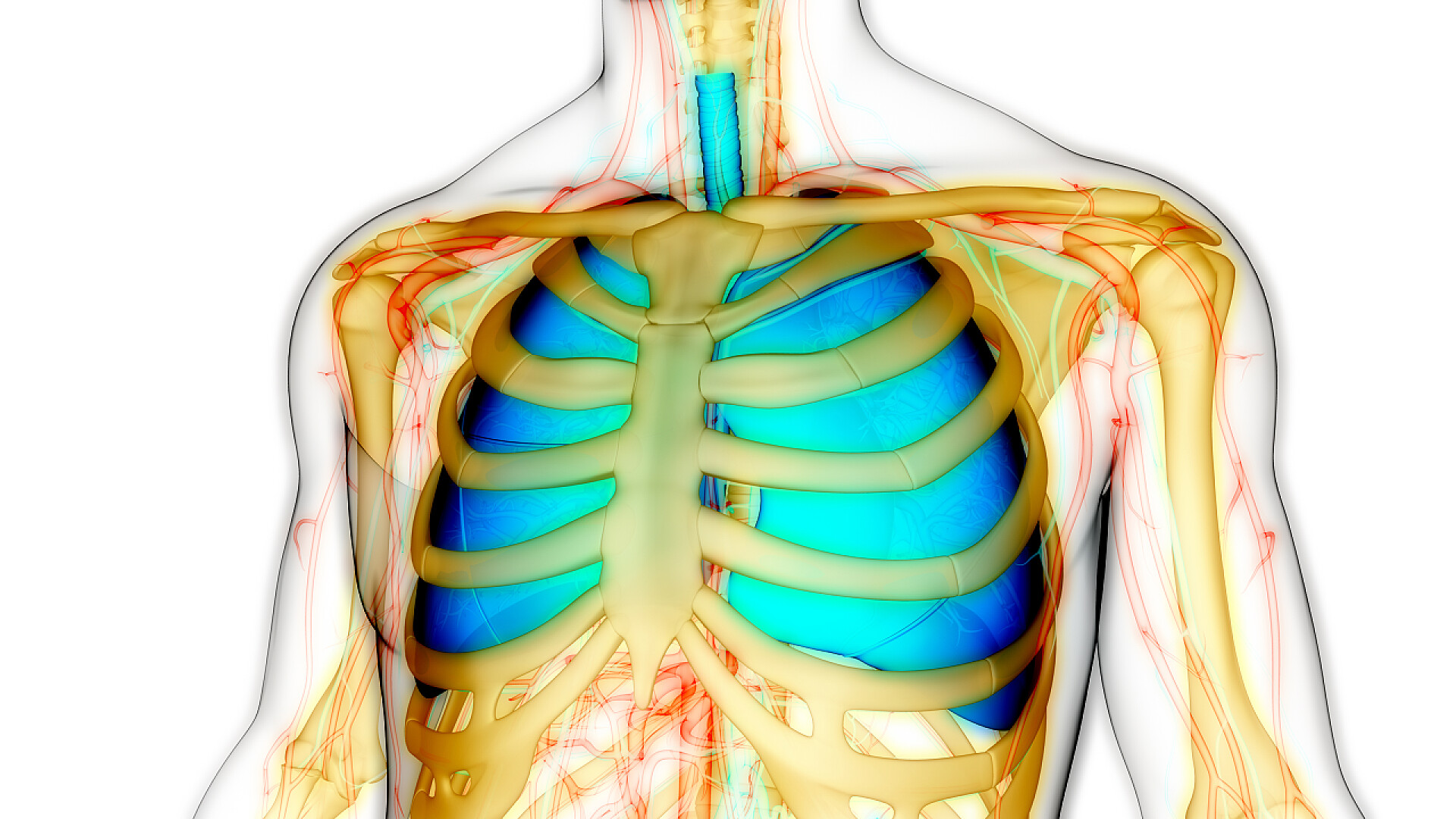 白色背景上人类呼吸系统解剖3D渲染图