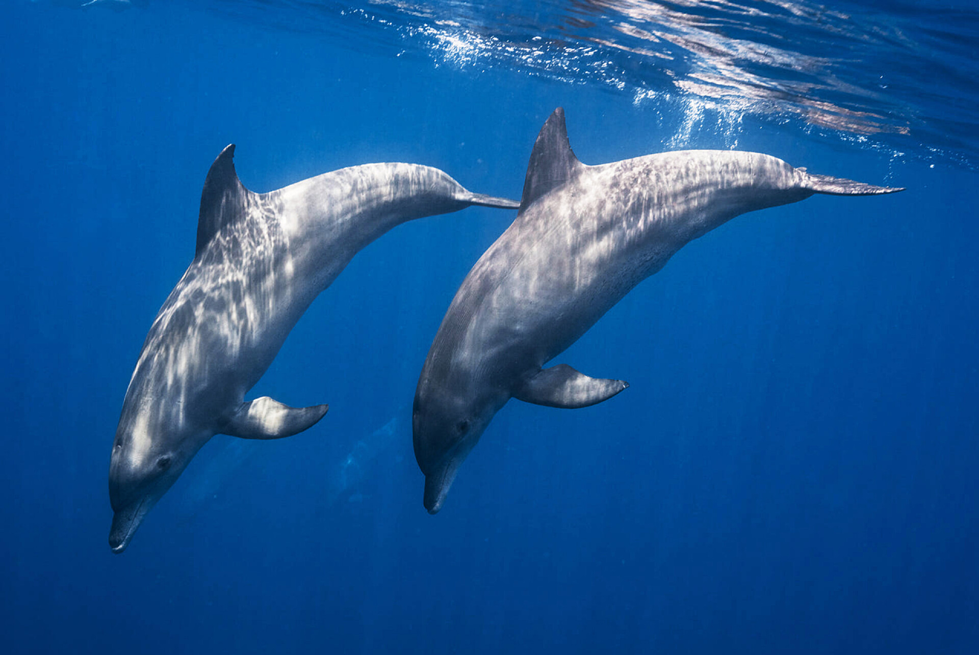 海洋动物海洋深处的海豚