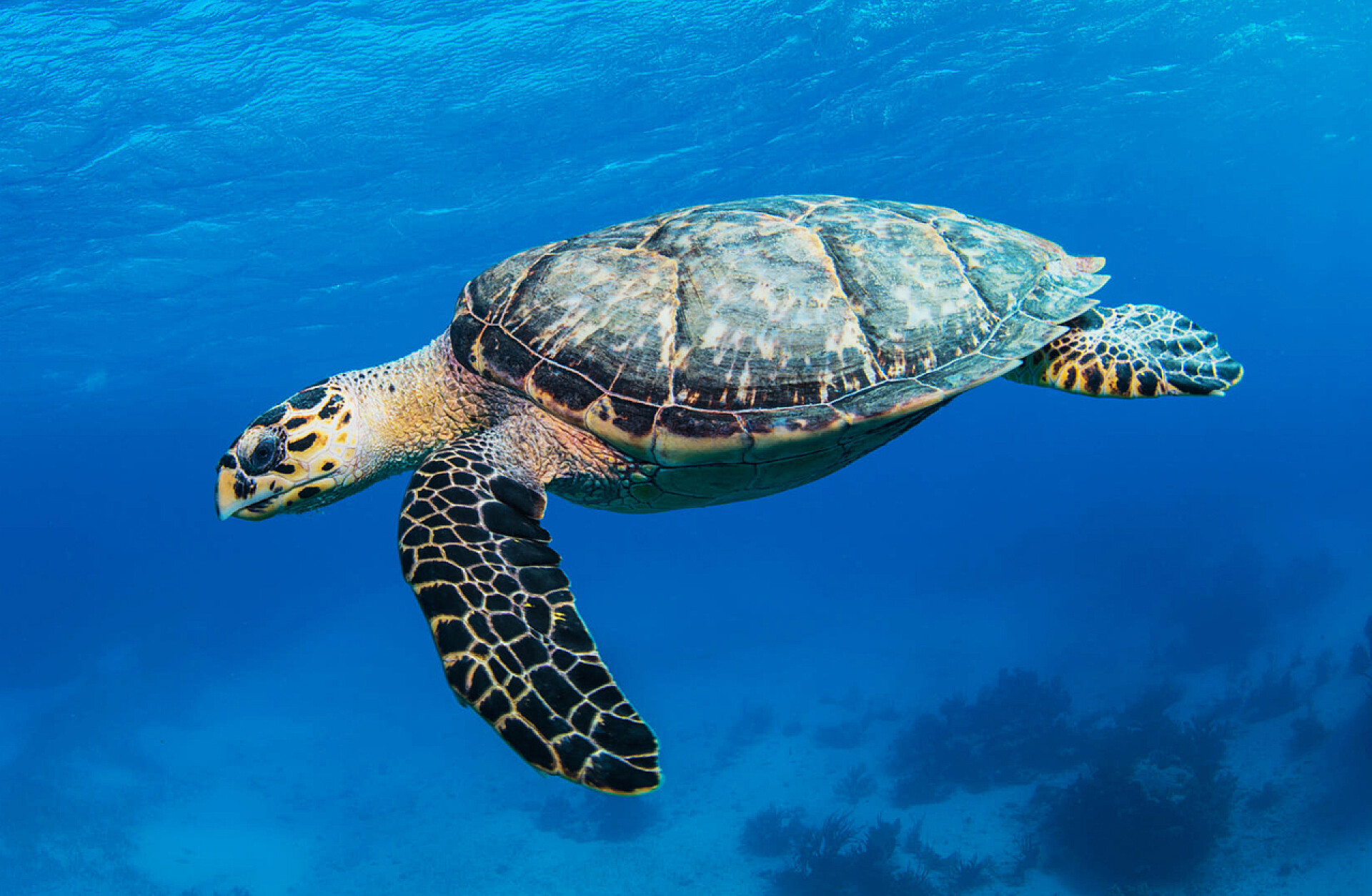 海洋动物巴哈马群岛水下乌龟