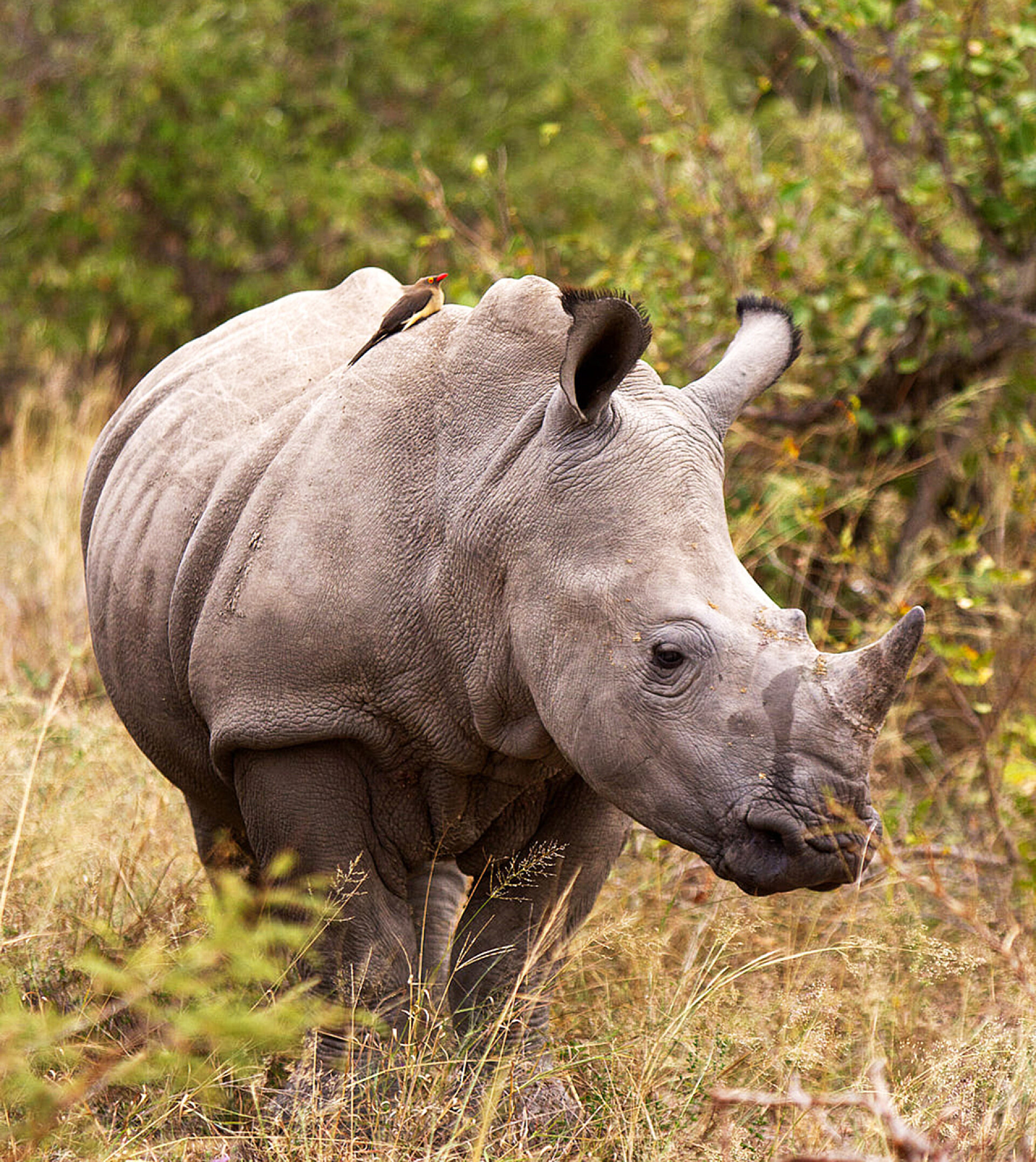 非洲草原上的犀牛