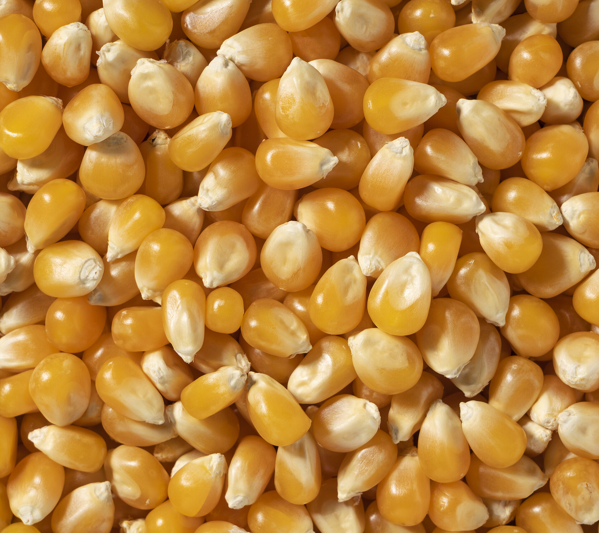玉米粒