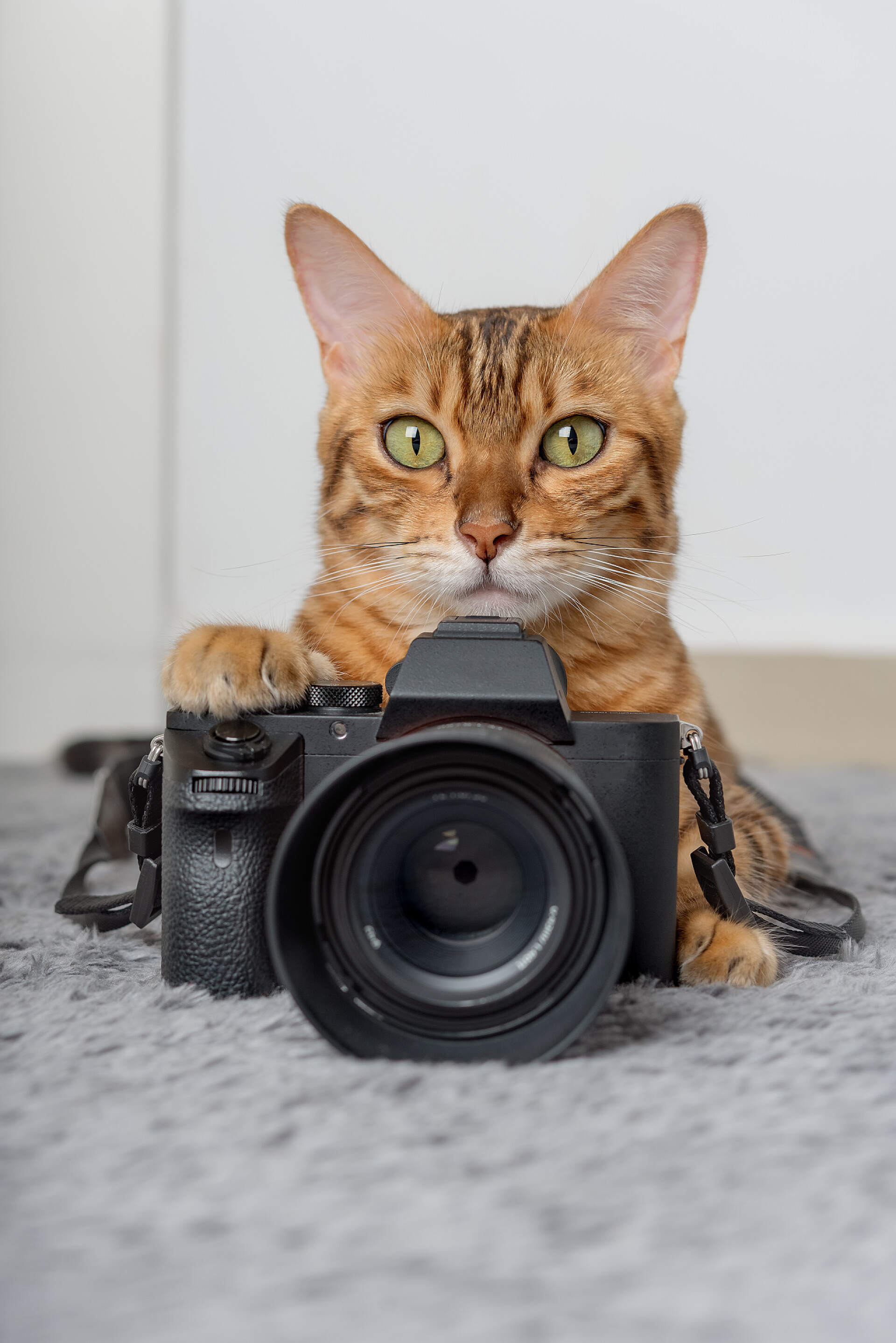 孟加拉猫躺在房间里地毯上的摄像机旁边宠物写真