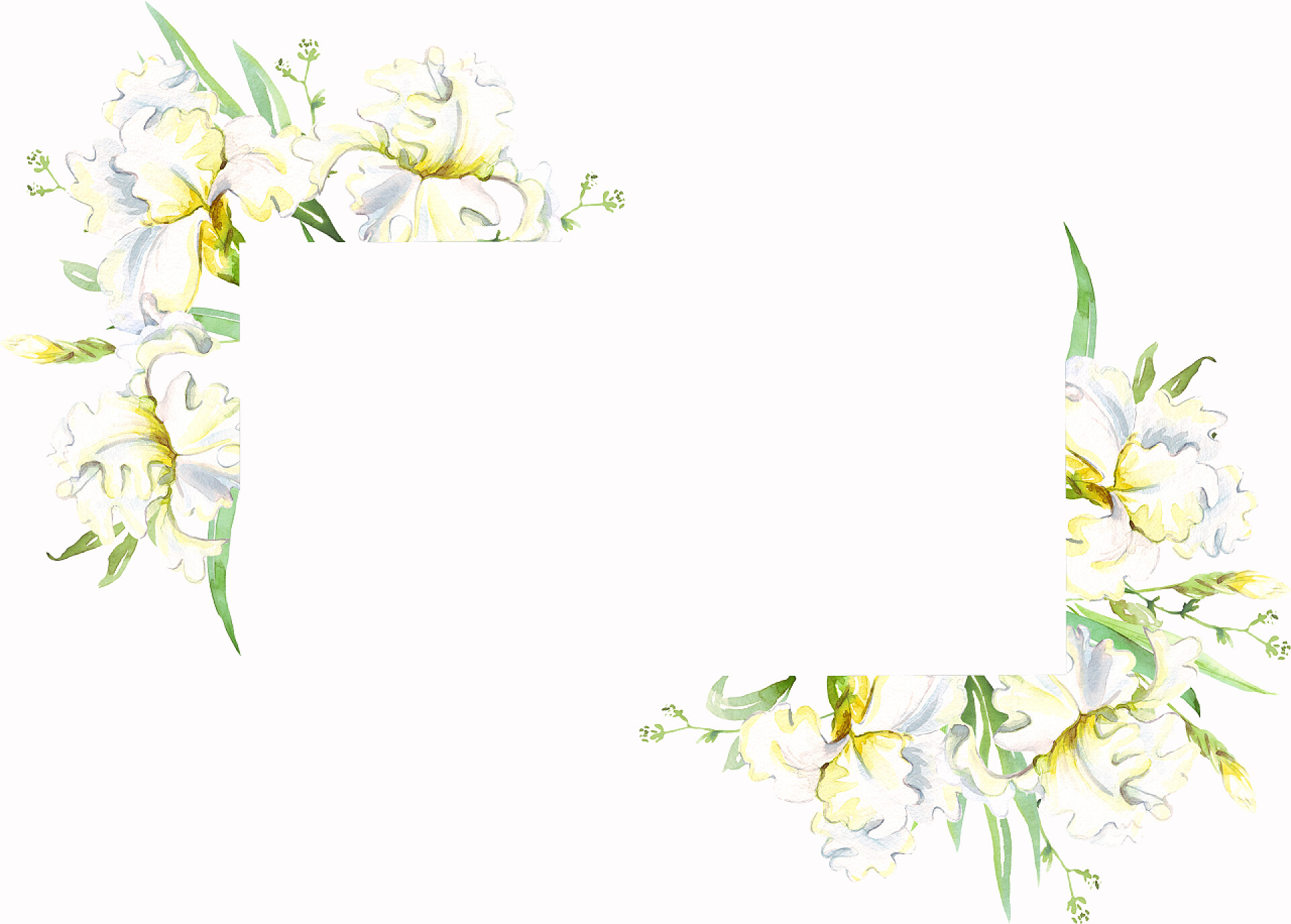横着的白色背景栀子花水彩框架图