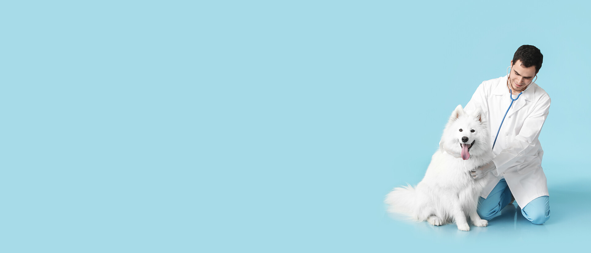 男兽医给萨摩亚犬检查身体