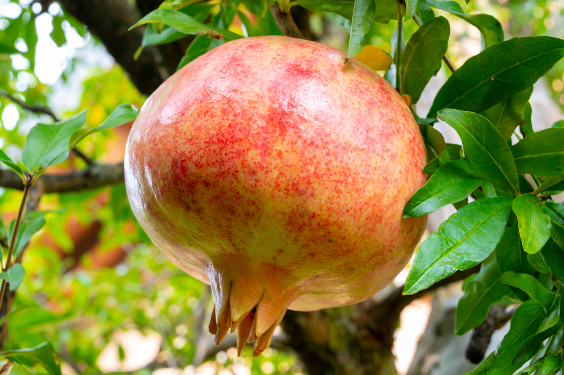 仍在树上挂着的石榴特写图片