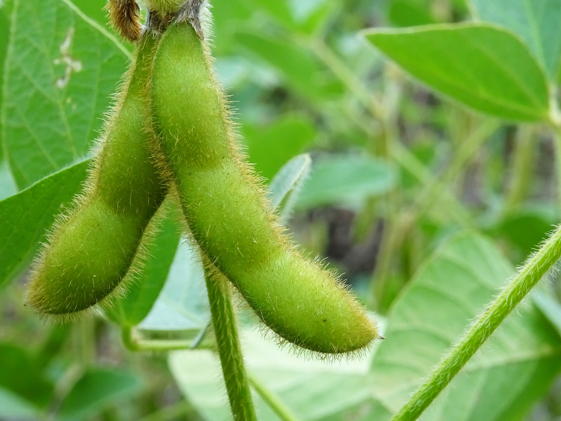 自然生长下的毛豆特写图片