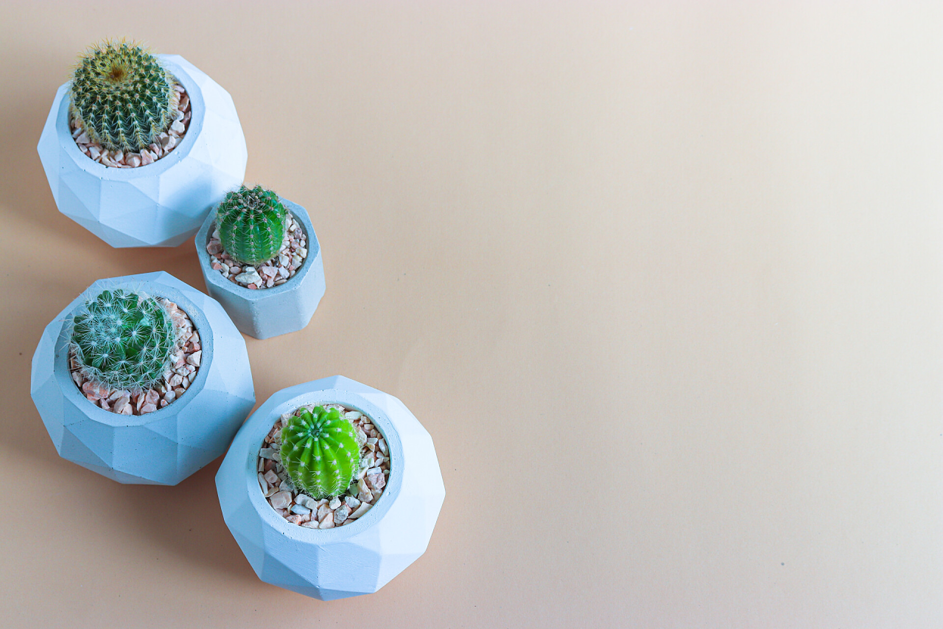 植物仙人球特写盆栽装饰品