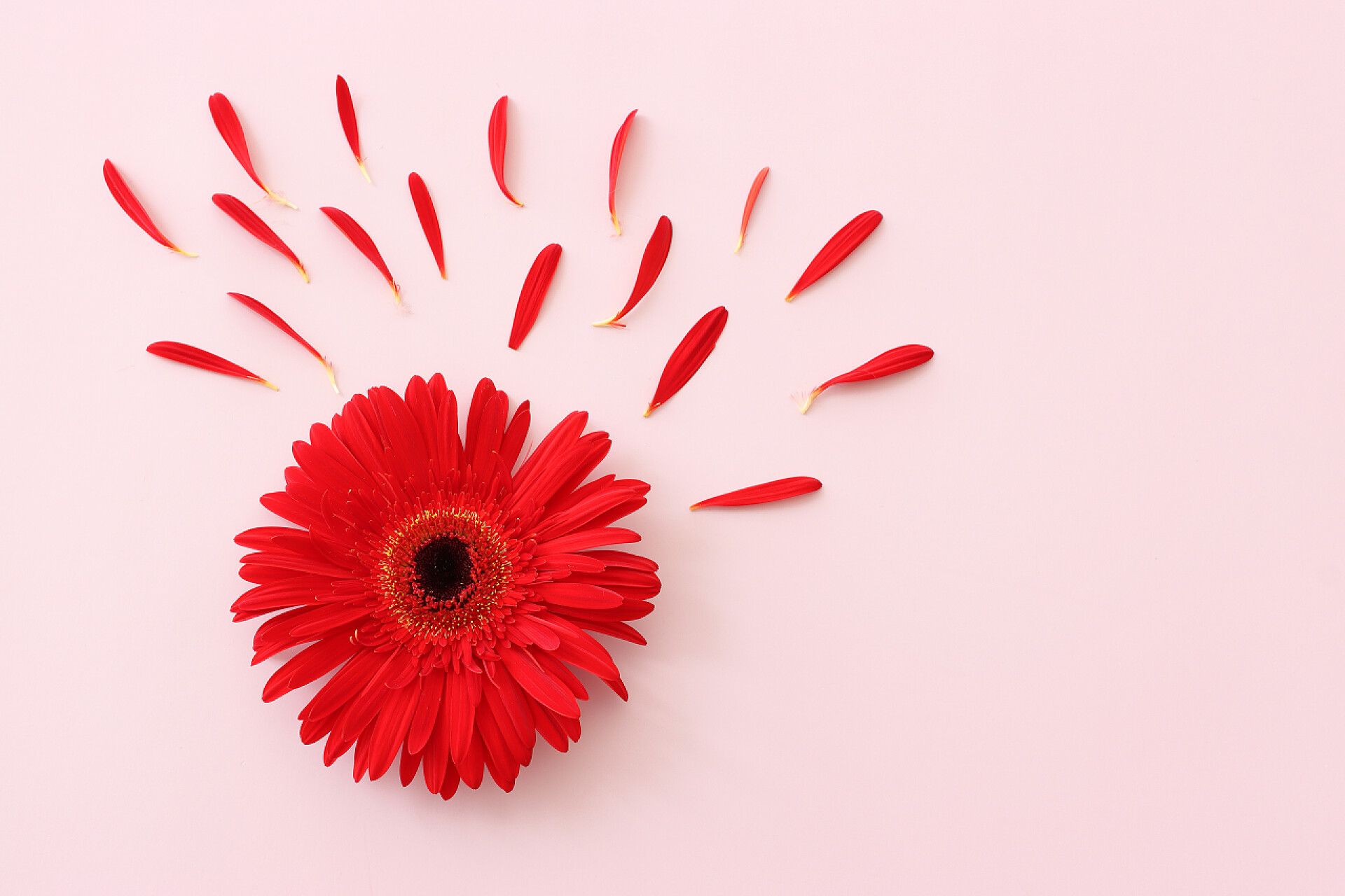 鲜花粉红背景下红花构图