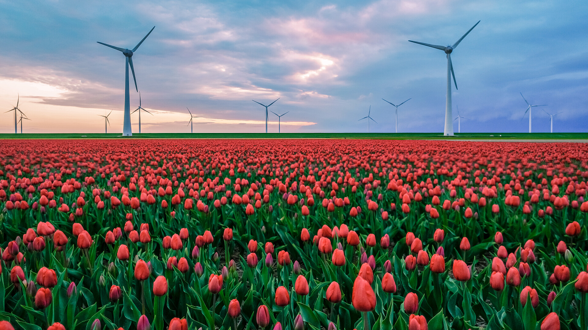 蓝天下红色郁金香花海花圃