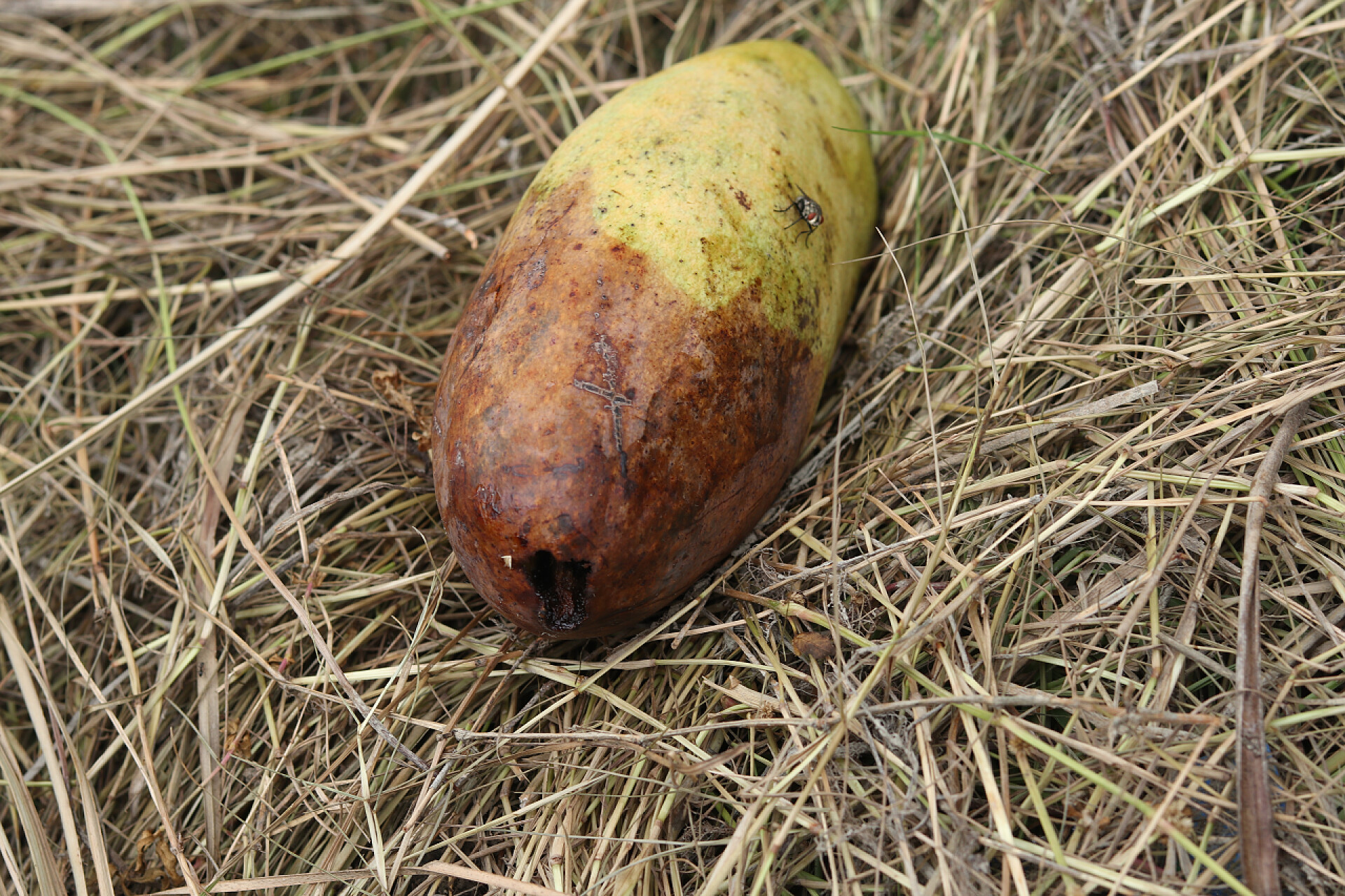 芒果树上的烂芒果掉在干草上腐烂水果上