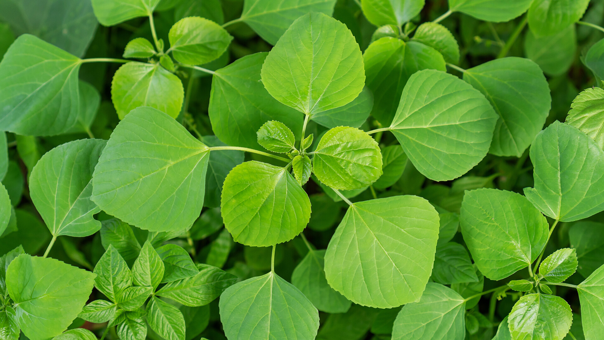 在花园里种植植物绿色的荨麻草本植物