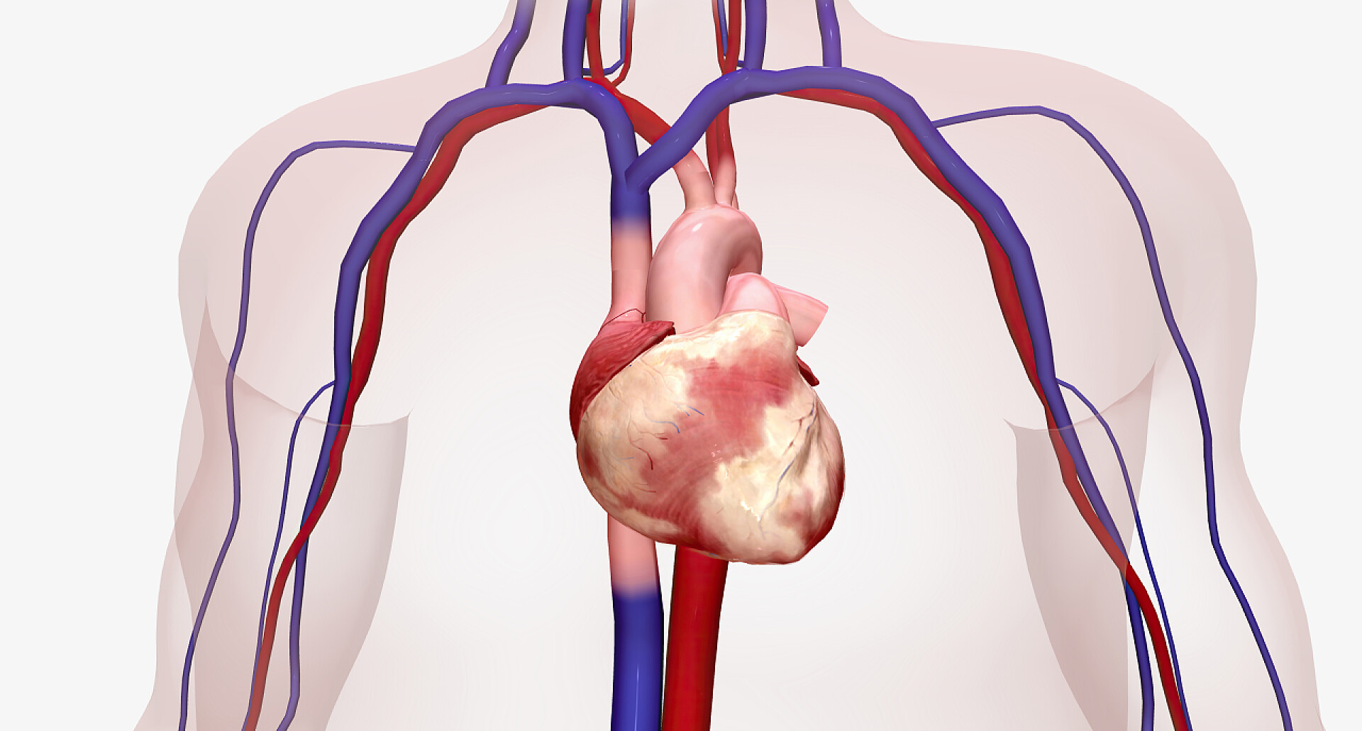 医疗健康技术透析血管人体心血管架构图