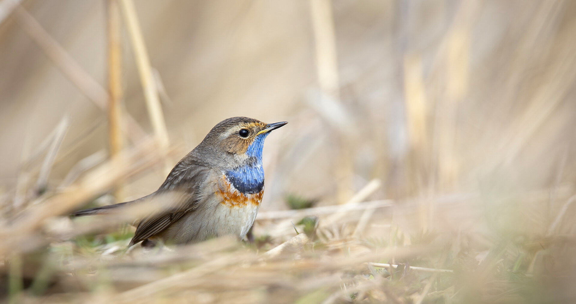 地面上的麻雀鸟类飞行动物