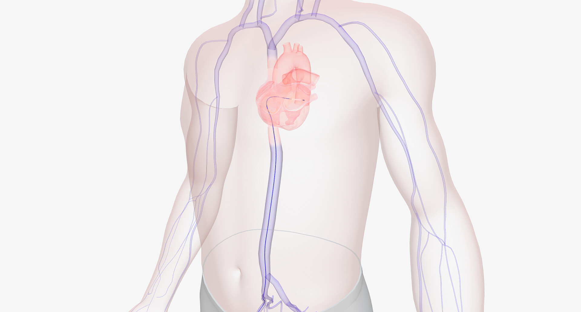 医疗健康技术透析血管心血管身体架构图