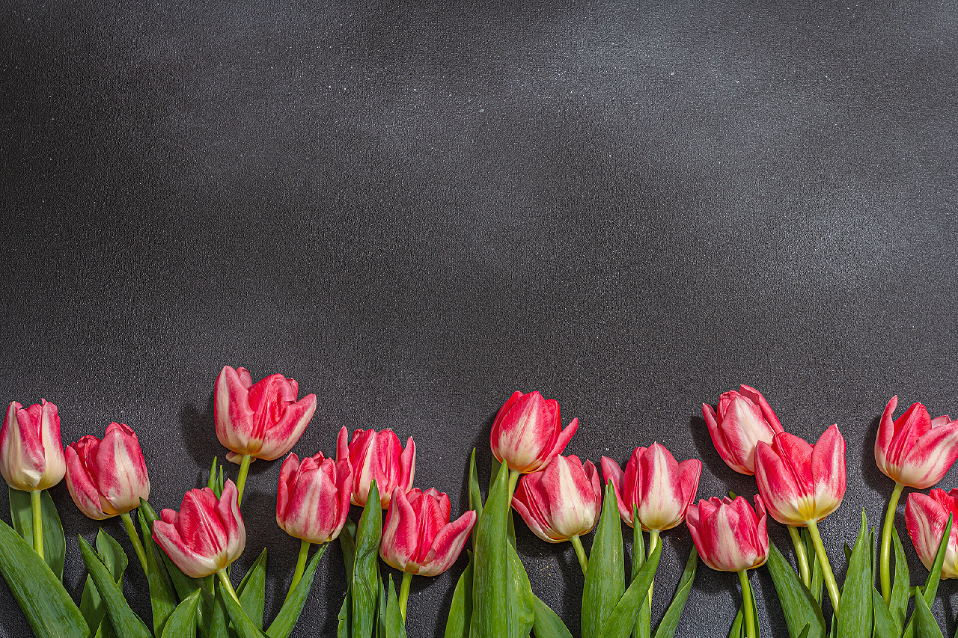 新鲜的粉红郁金香花卉贺卡节日礼物