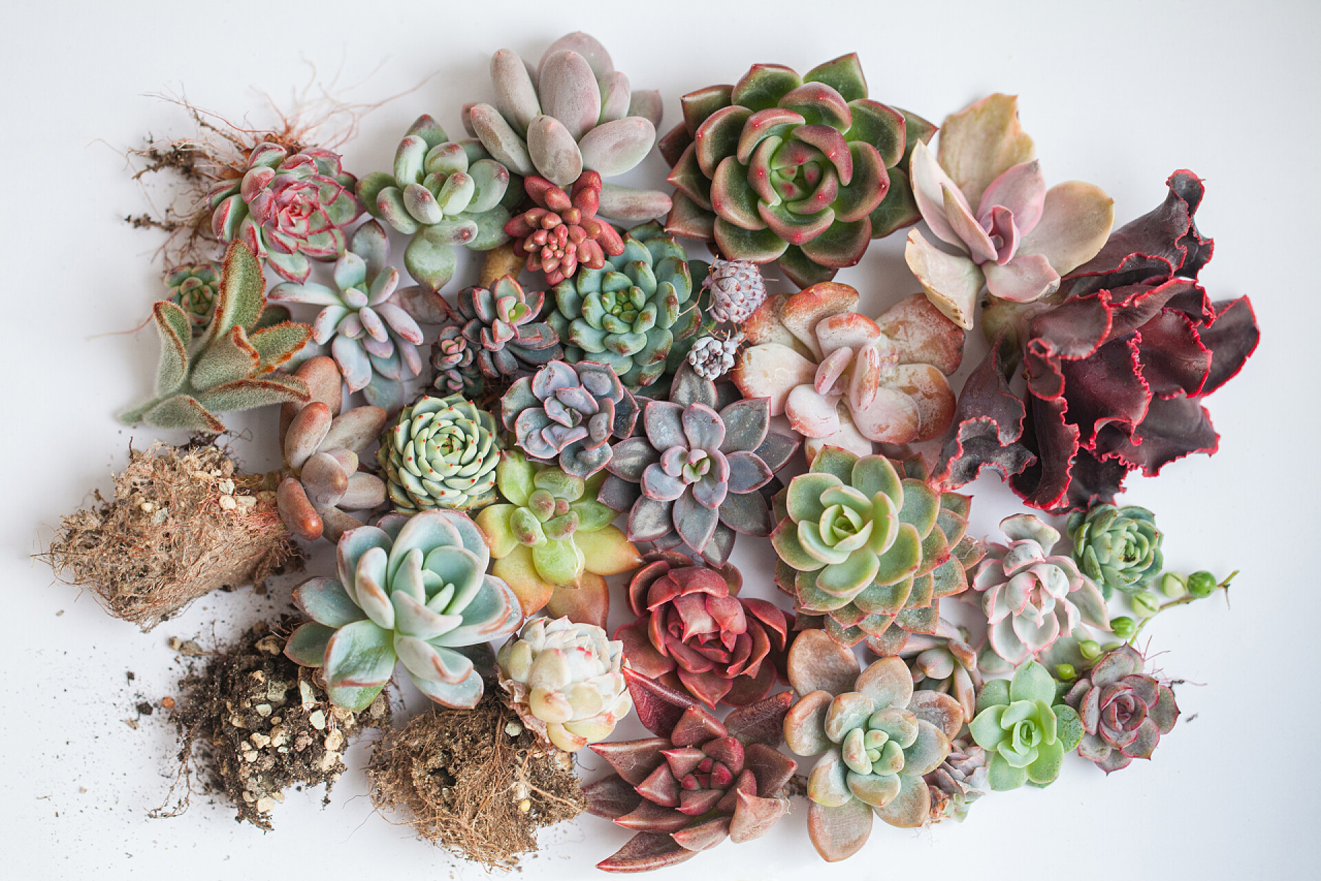 亮晶晶的紫锥菊多肉植物