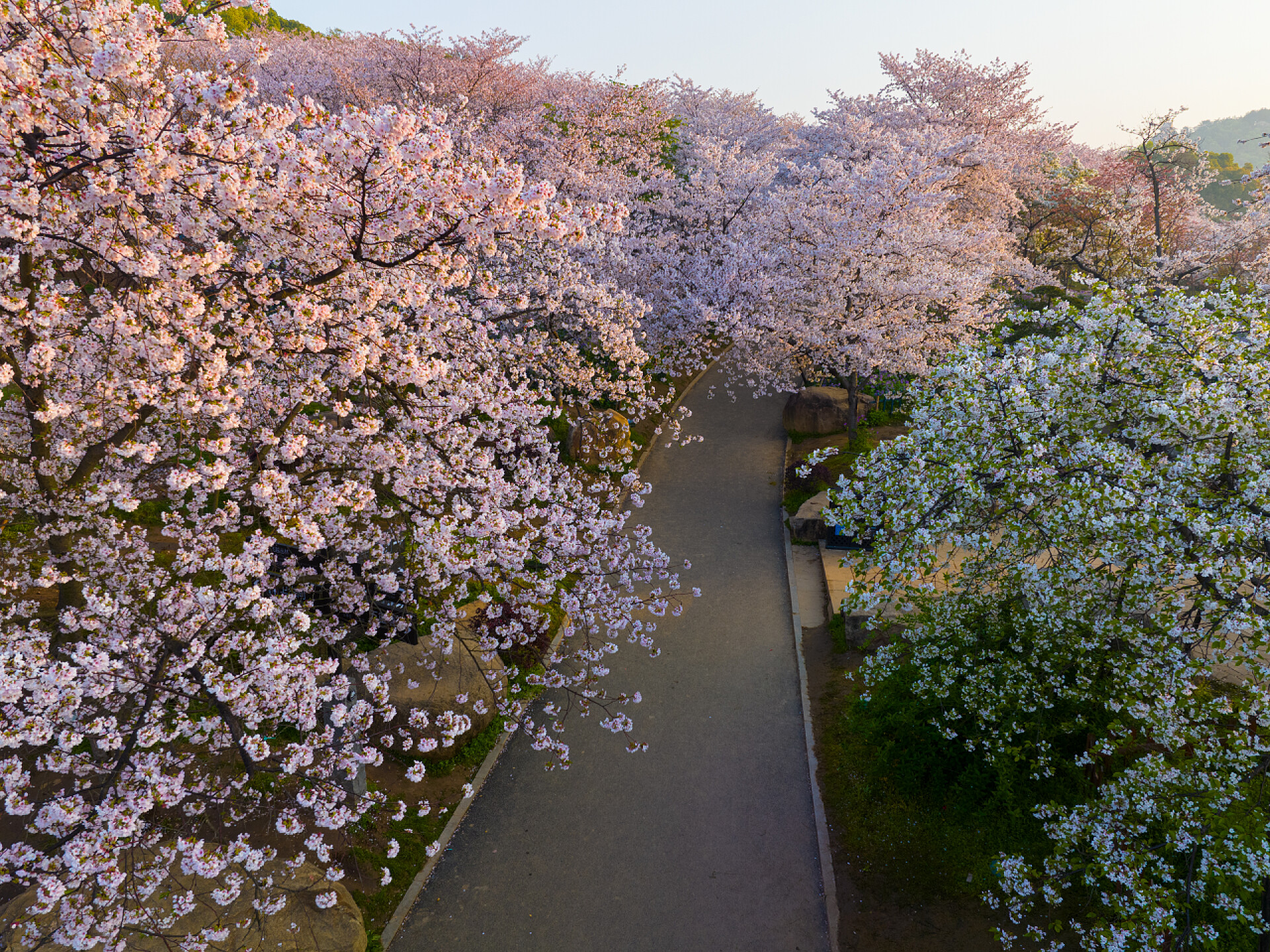 自然风光武汉东湖樱花花园春景