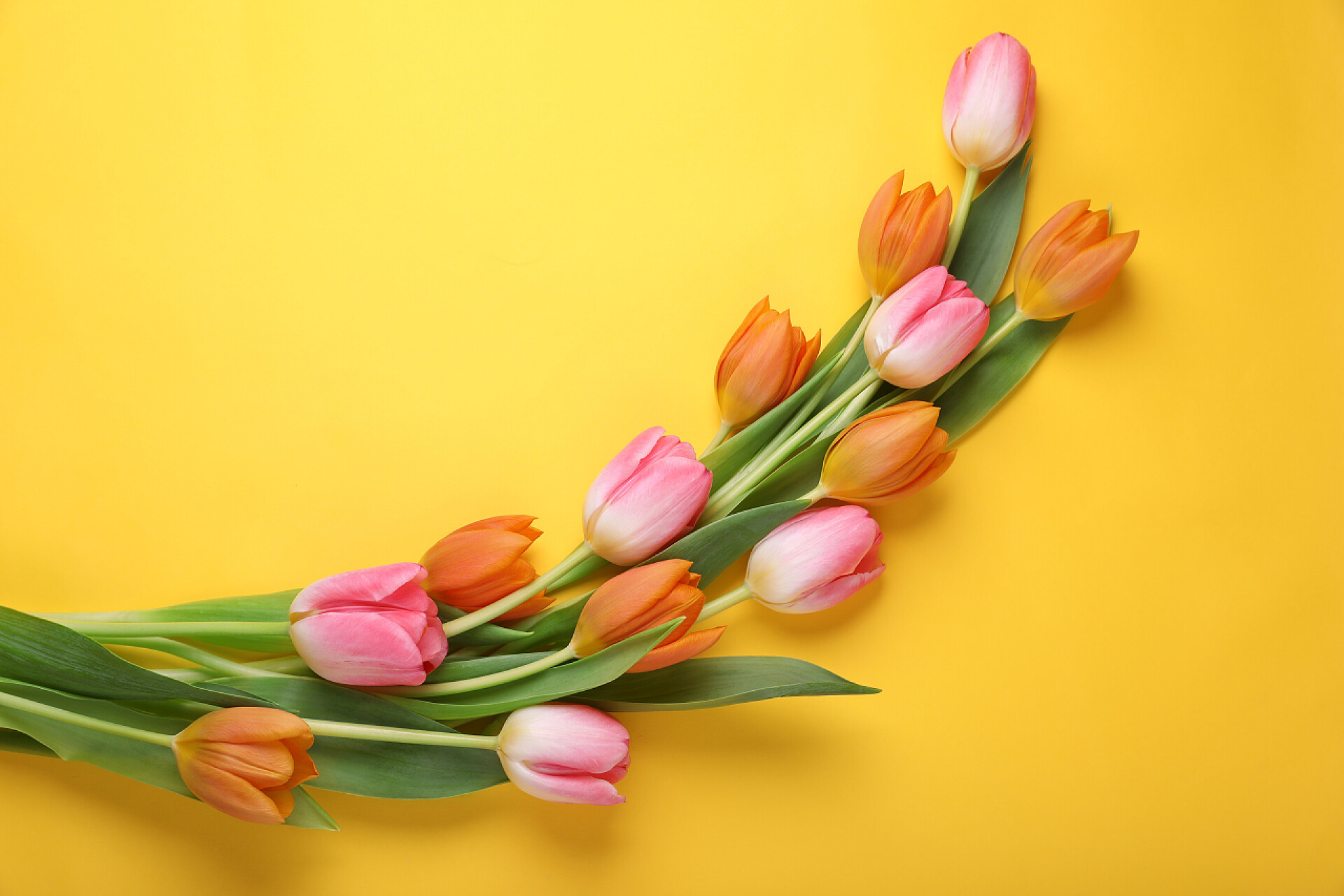 鲜花黄色背景上美丽的郁金香