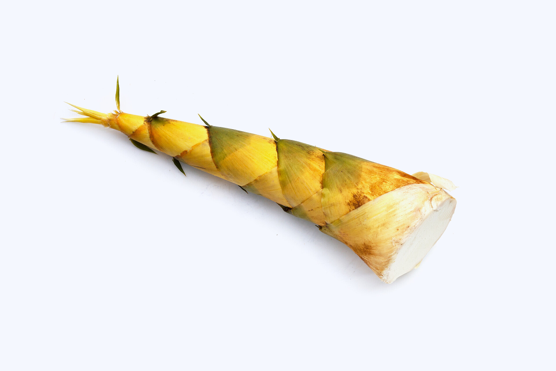 食品白色背景竹笋食物 竹林