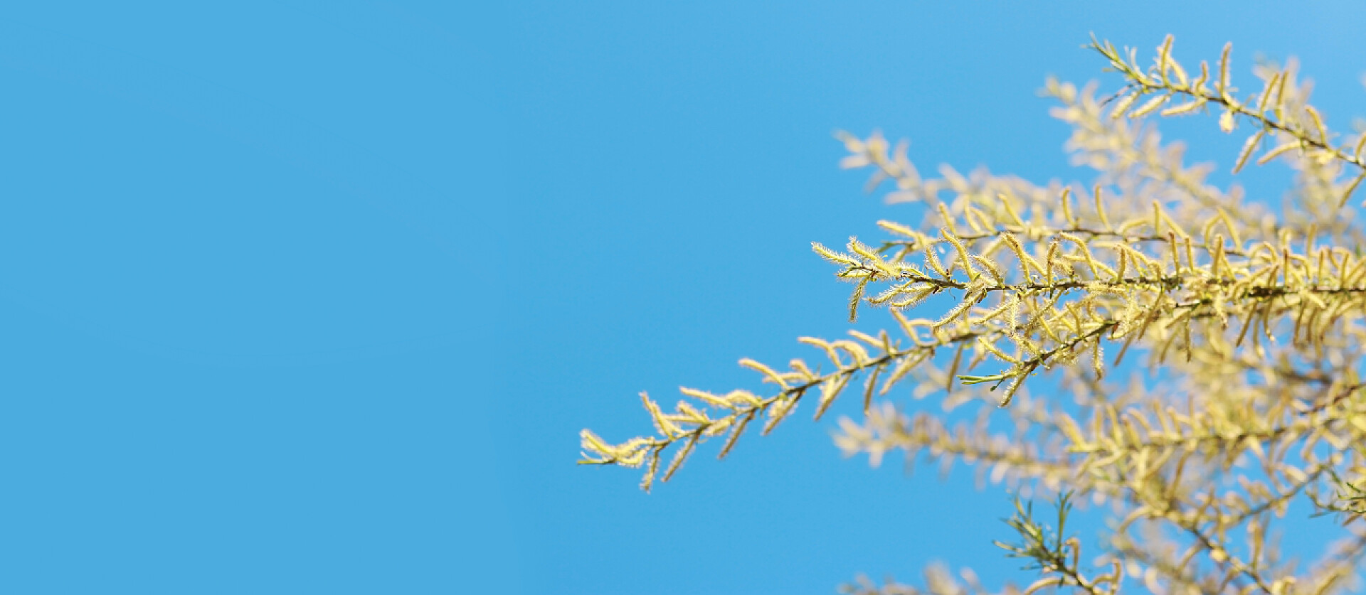 植物蓝天下长有黄耳环和嫩叶的花柳枝