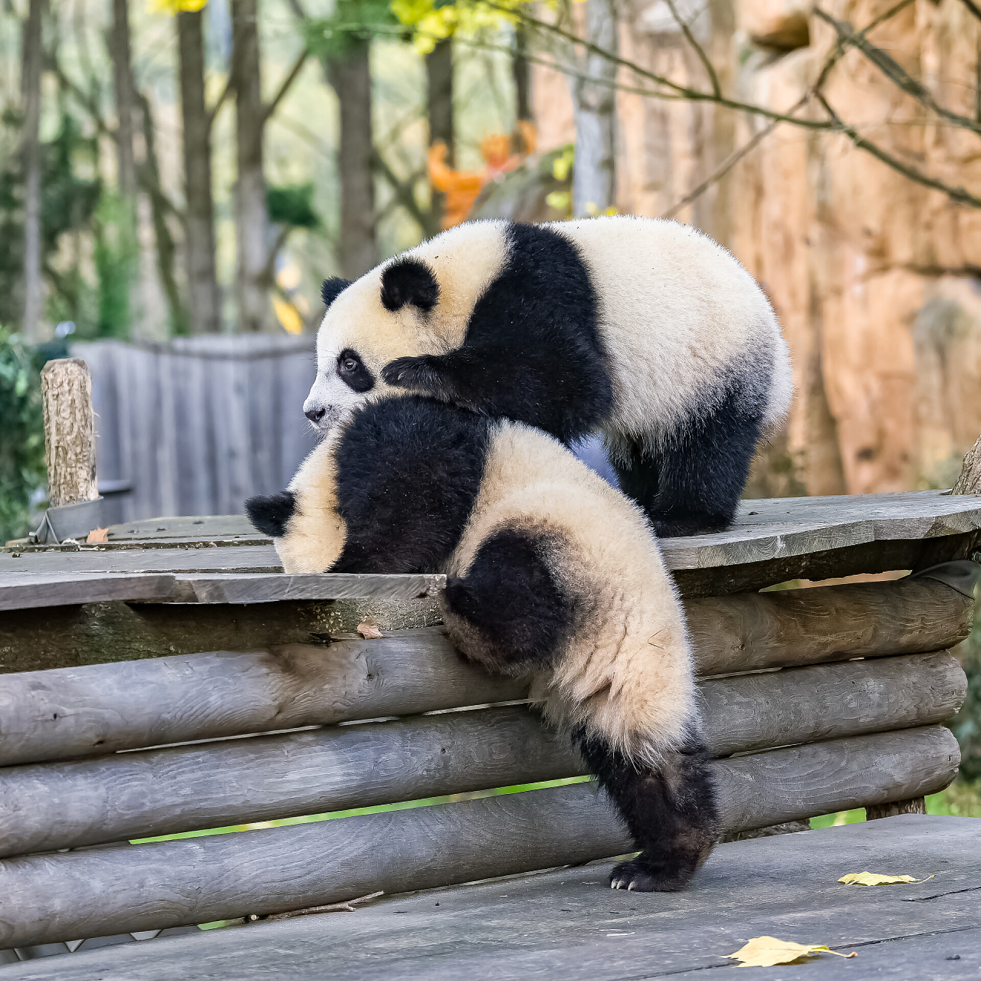 动物两个在户外玩耍的熊猫宝宝