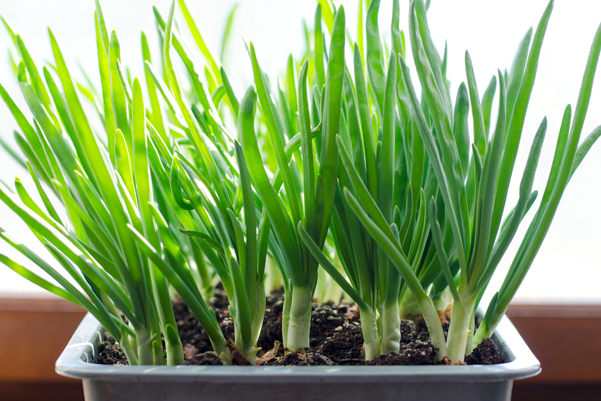 在窗户上的盒子里生长着大葱非转基因植物