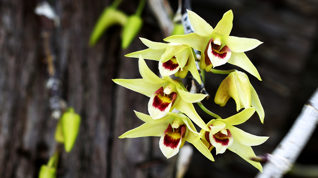 石斛花2