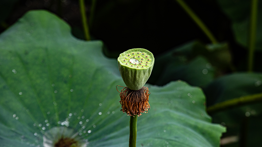 夏日户外雨后的莲蓬上还有雨滴