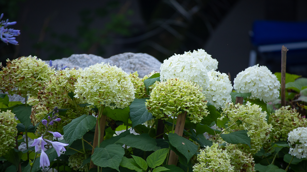 春季阴天花坛上开满了绿色白色和紫色的绣球花